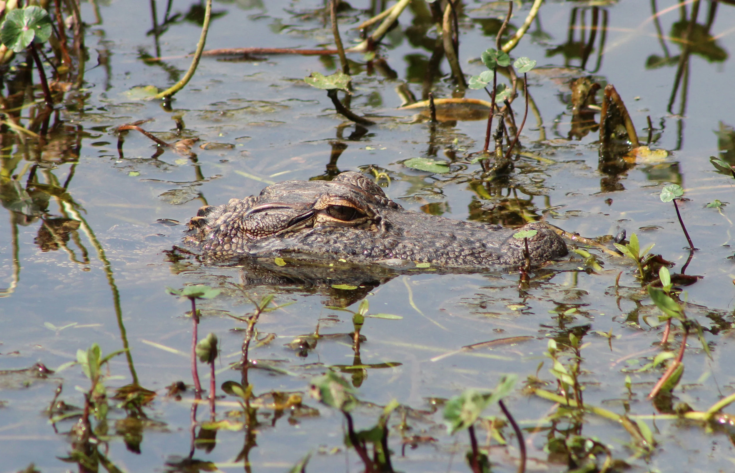 Baby Alligator at Charlestowne Landing, Charleston