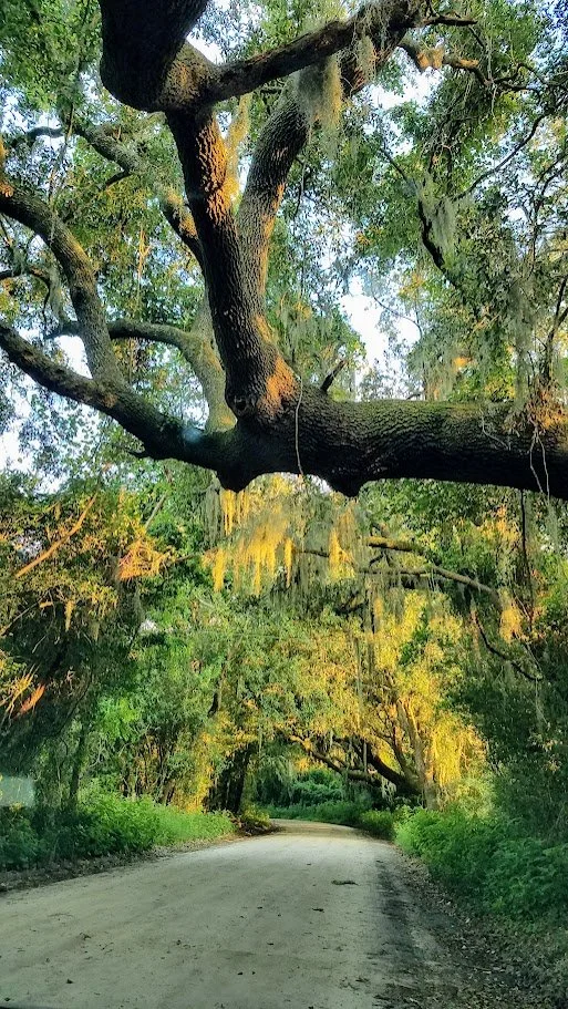 A winding dirt road through a lush forest with large, sprawling trees and hanging Spanish moss.
