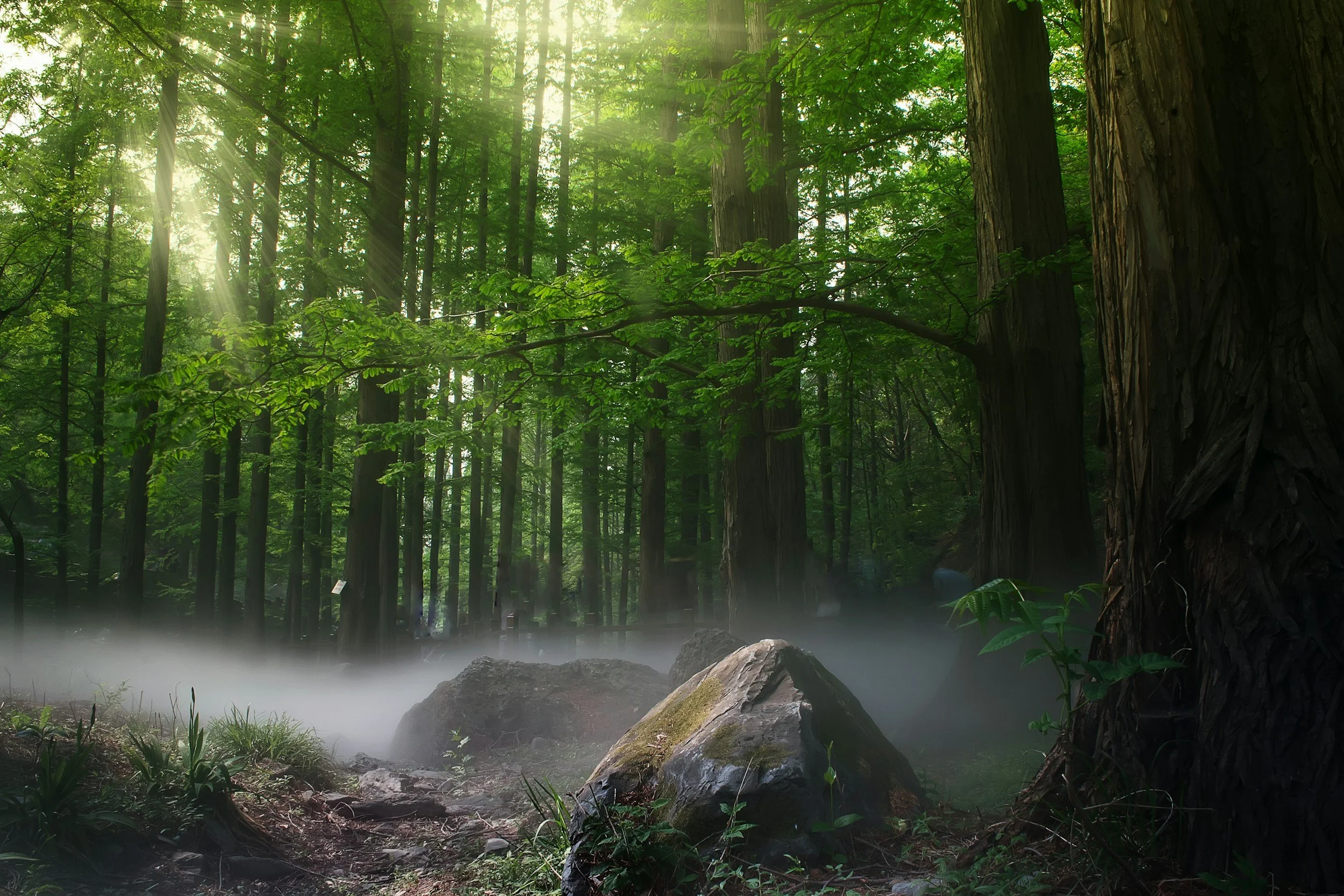 A lush green forest with sunlight filtering through the dense tree canopy. There are large rocks, green plants, and a misty fog near the ground.