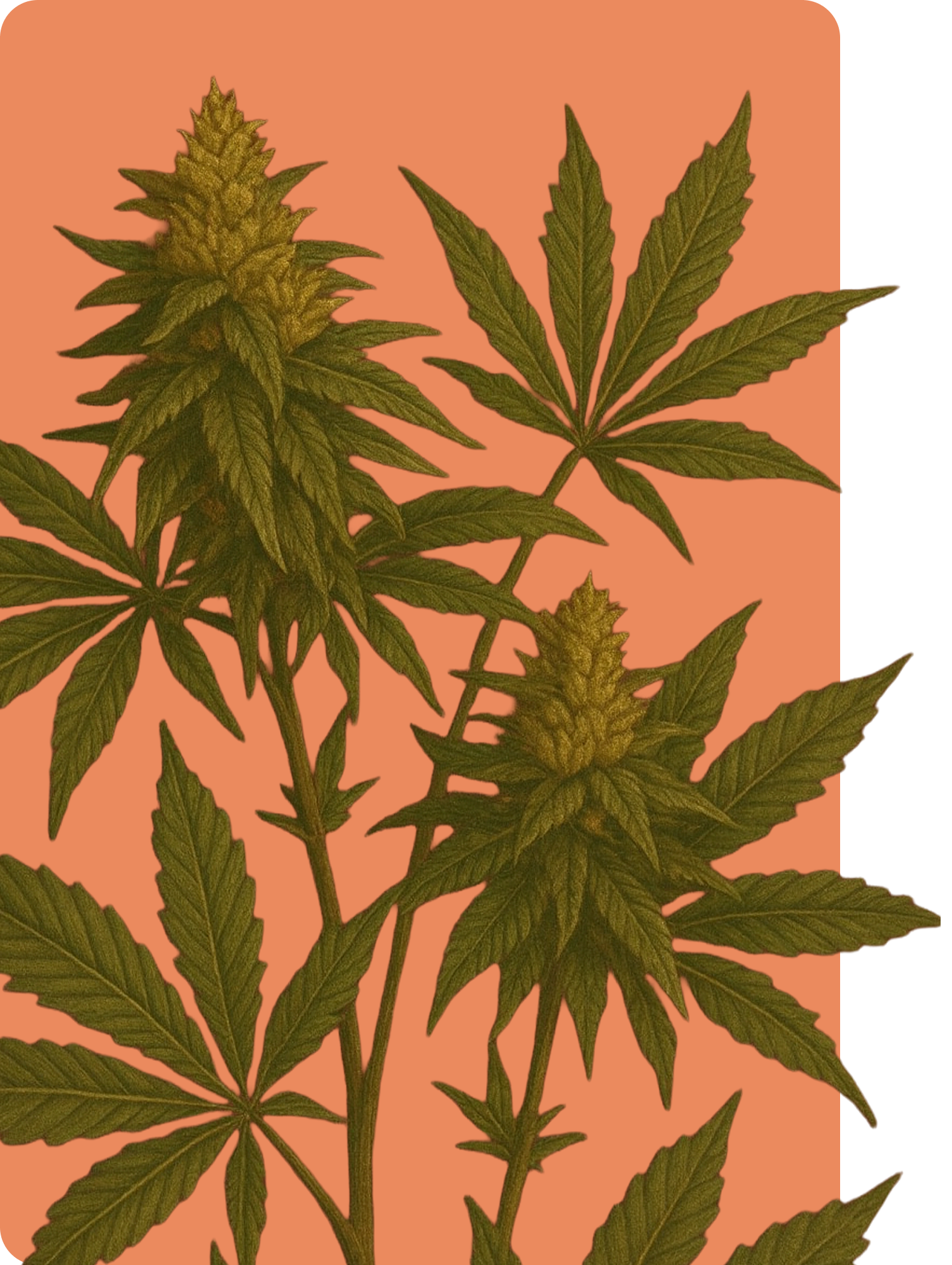 Close-up of a cannabis plant with green leaves and buds against a peach background.