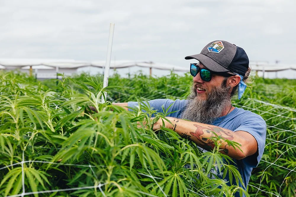 A man with a beard, sunglasses, and a cap working among cannabis plants in a greenhouse.