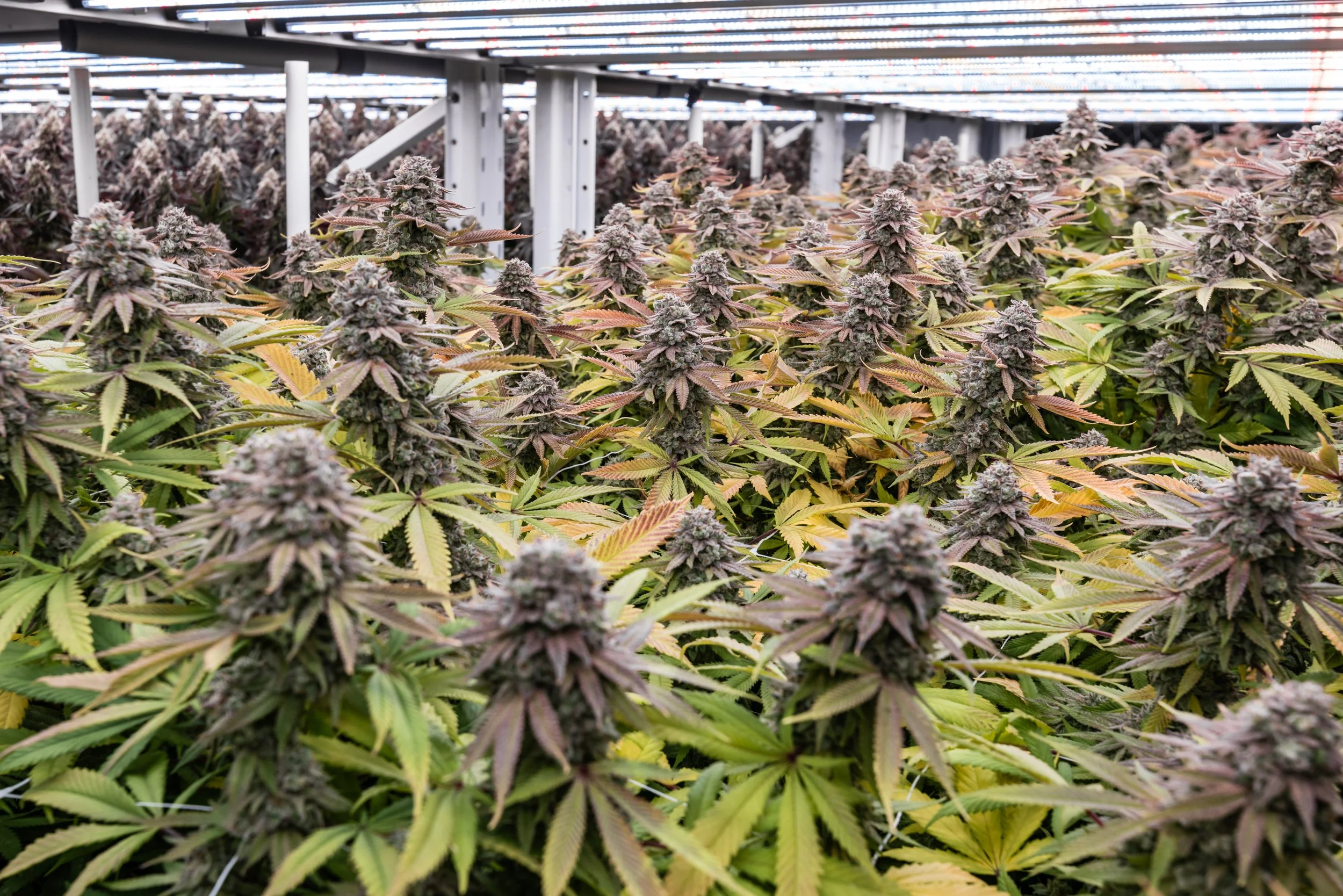 Indoor cannabis cultivation with flowering plants under grow lights.