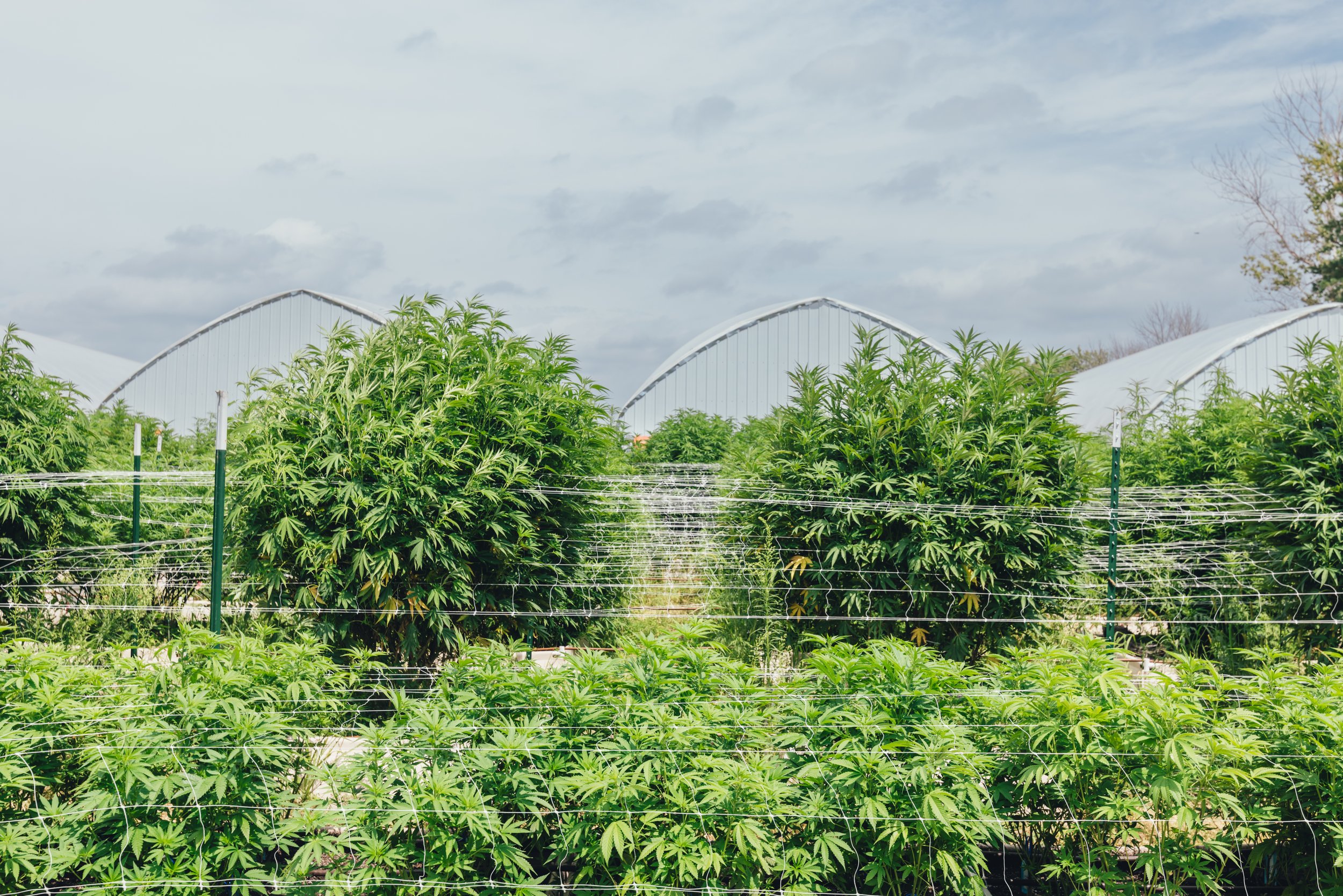 Row of cannabis plants growing outdoors with greenhouse structures and sky in the background.