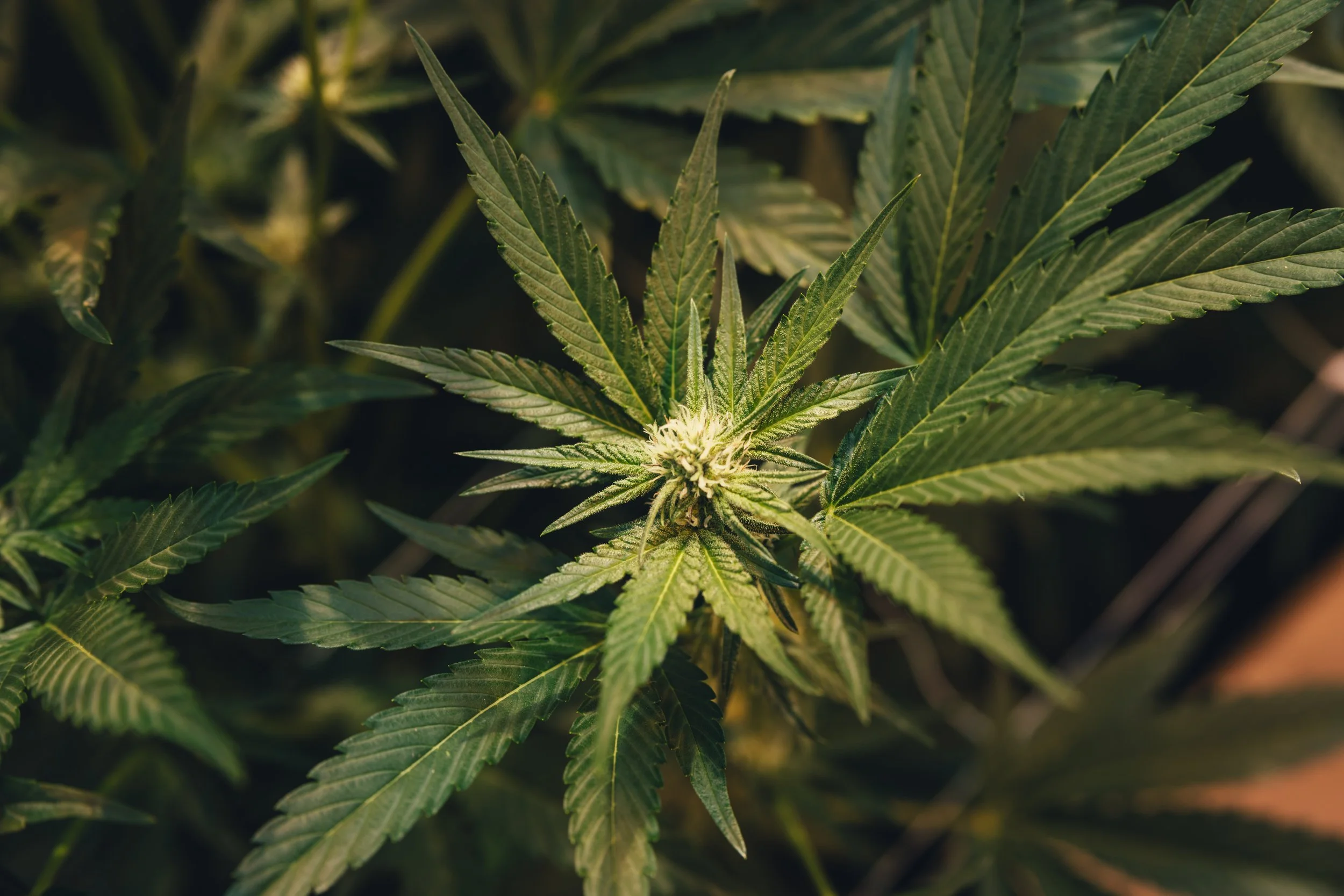 Close-up of a flowering cannabis plant with green leaves and budding flowers.