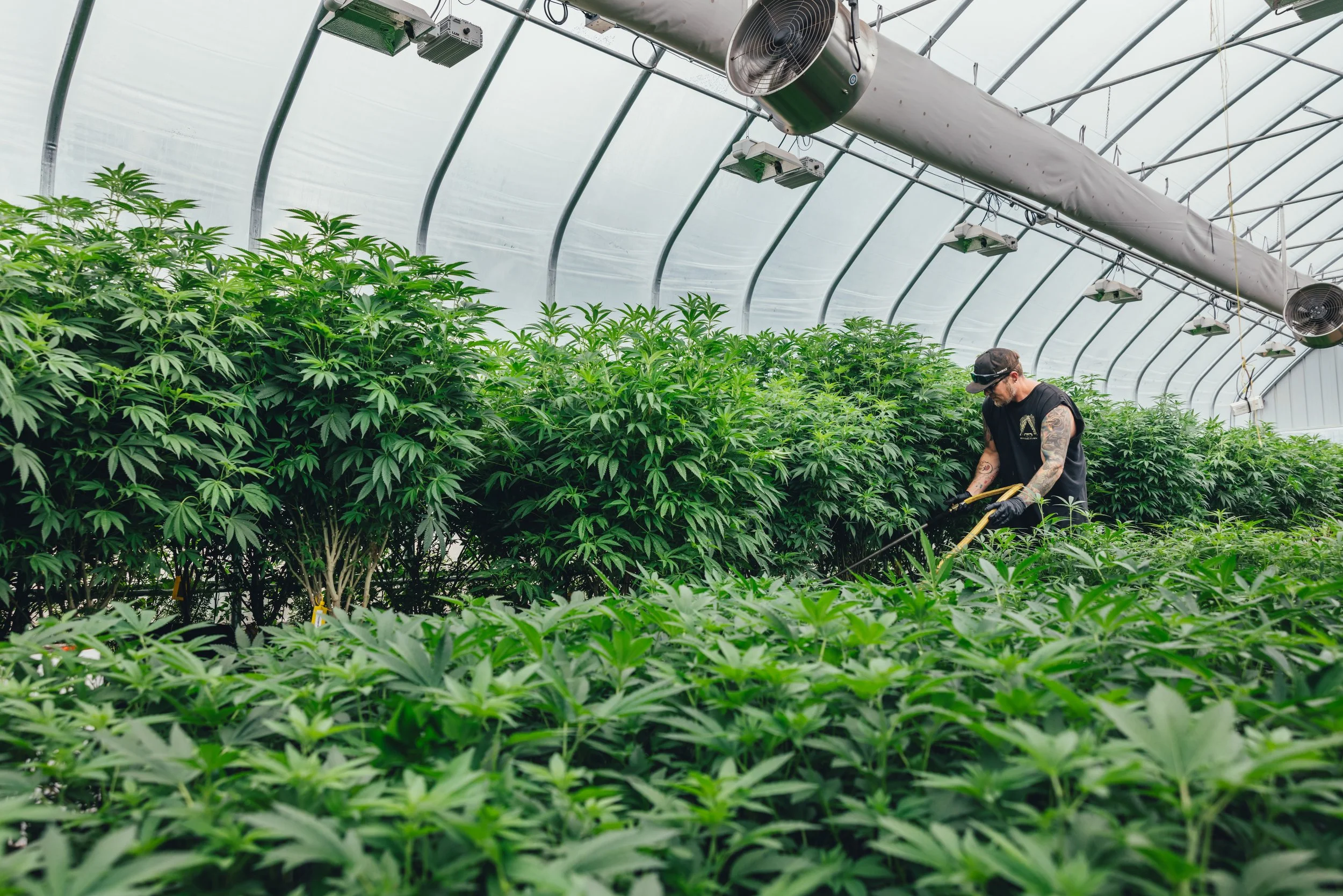 A man tending to cannabis plants inside a greenhouse.