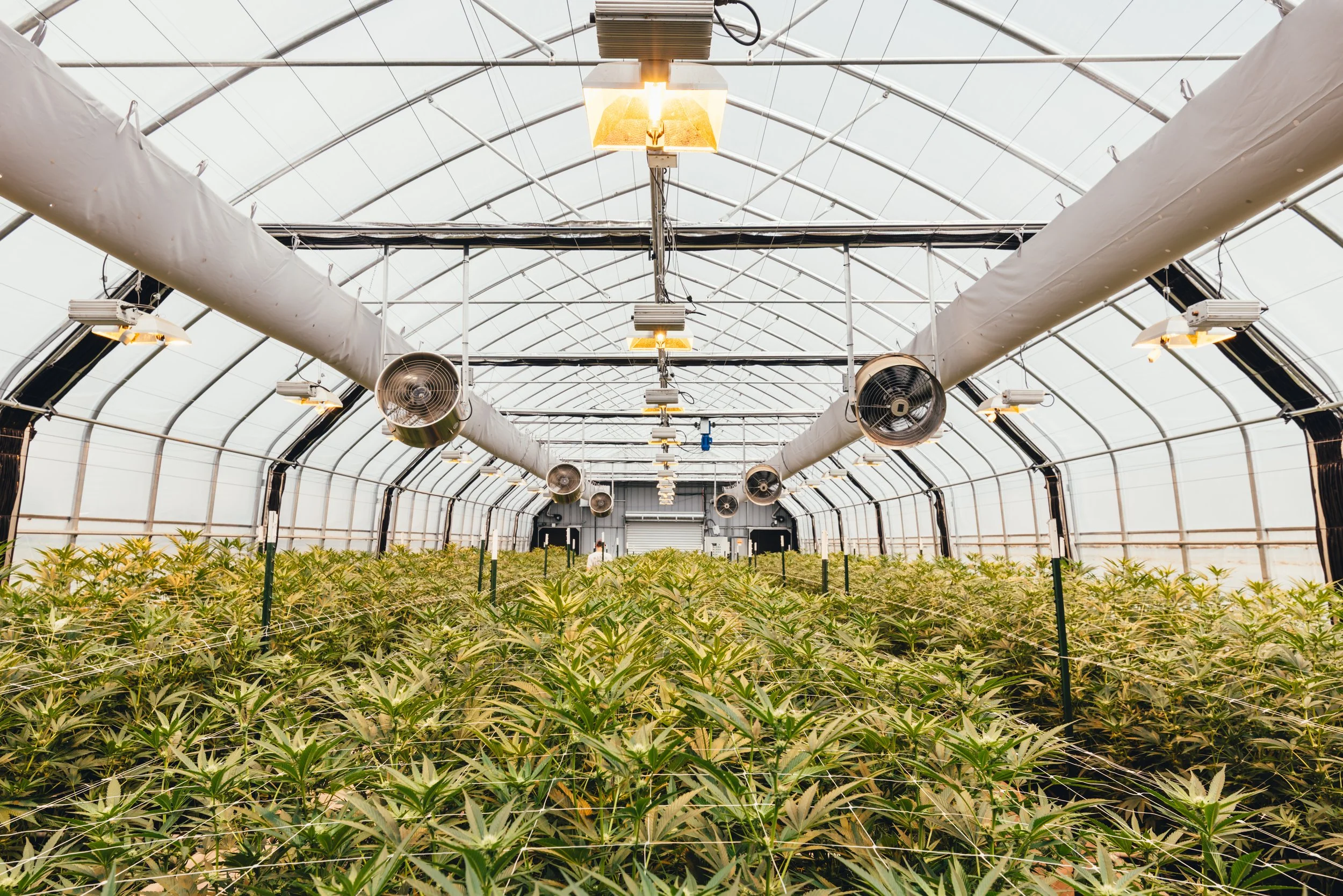 Inside a greenhouse with cannabis plants growing and large ventilation fans hanging from the ceiling.
