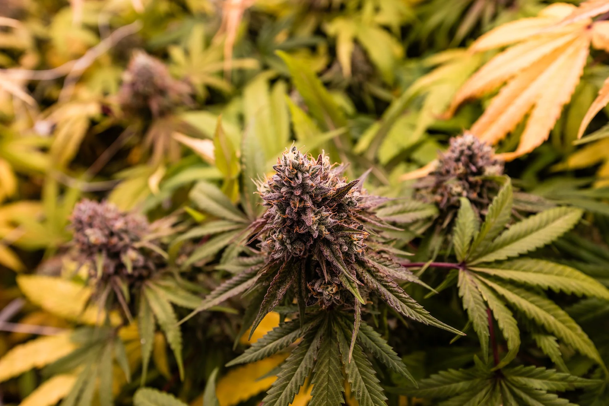 Close-up of a cannabis plant with purple buds and green leaves in a grow room.