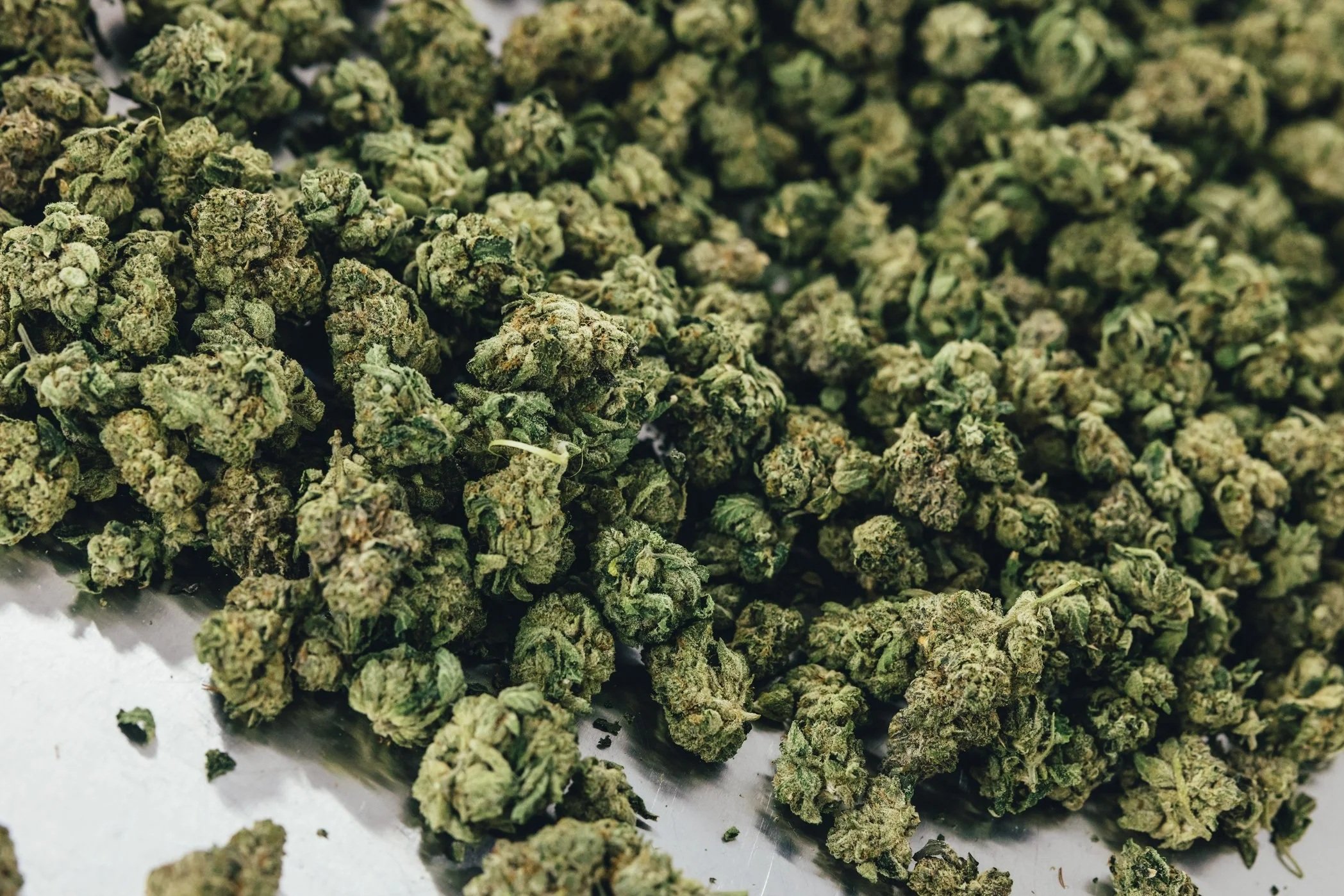 Close-up of numerous green cannabis buds on a surface.