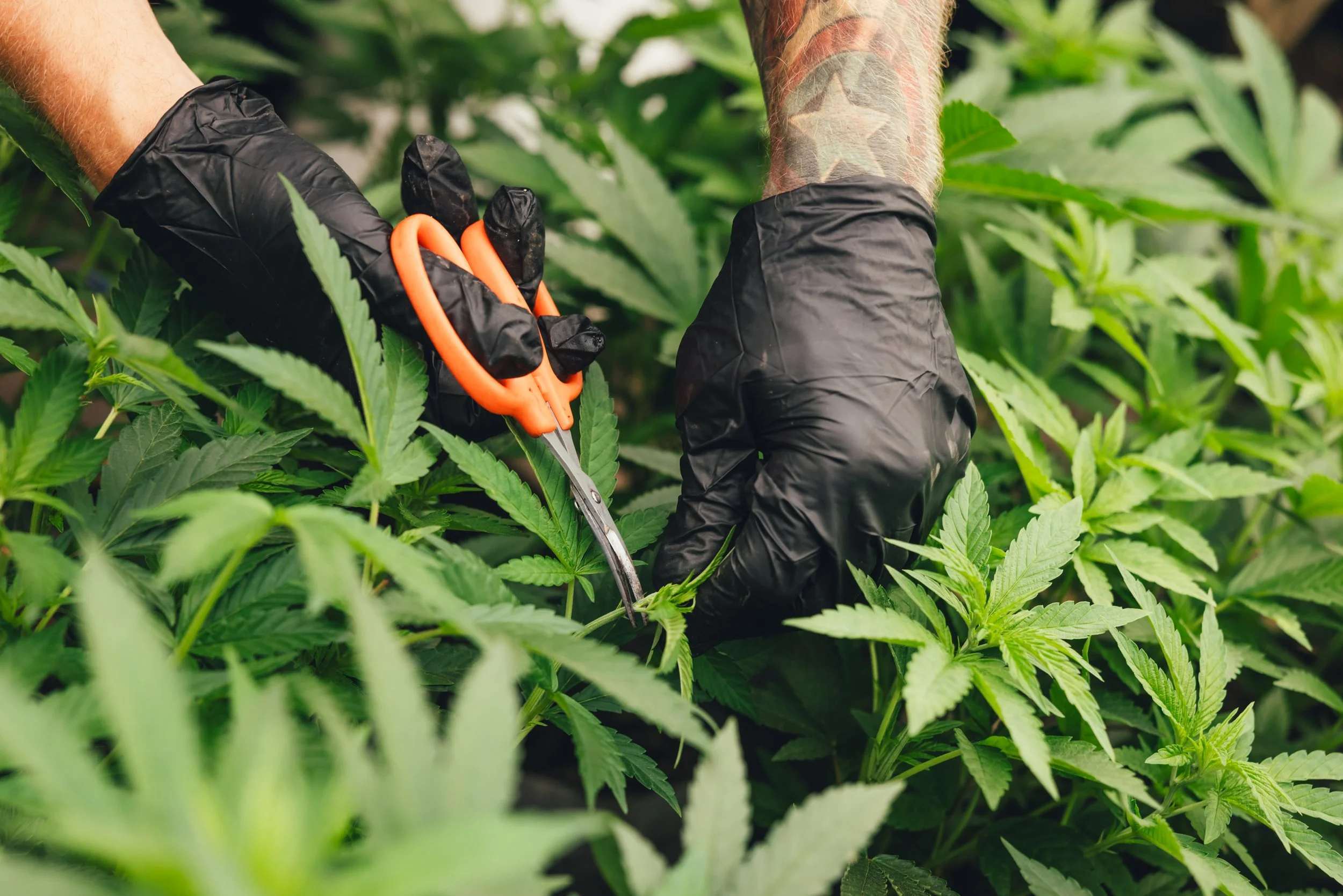 Person trimming cannabis plants with scissors while wearing black gloves in an indoor garden.