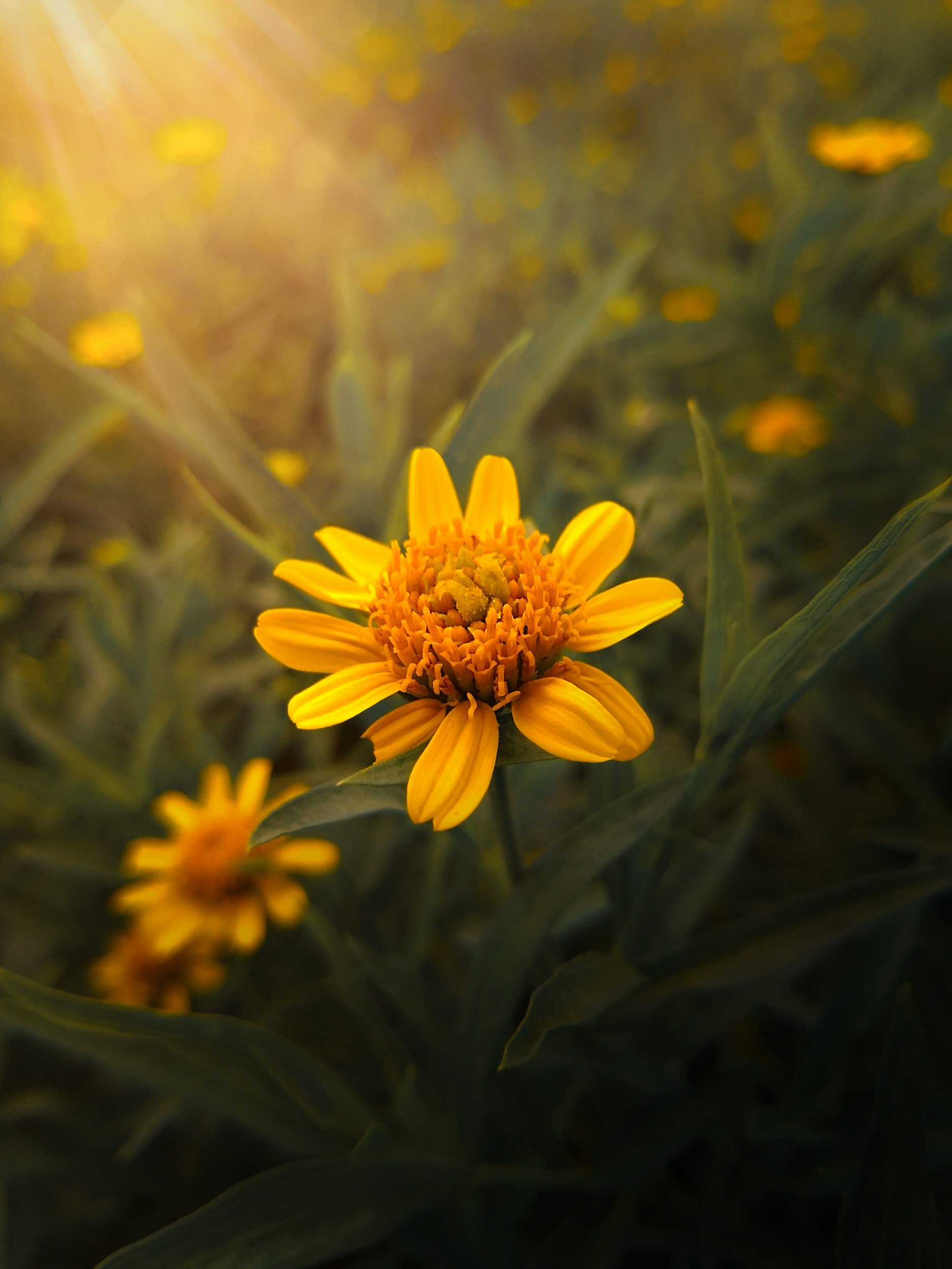 Yellow flower with multiple petals blooming in a field at sunset.