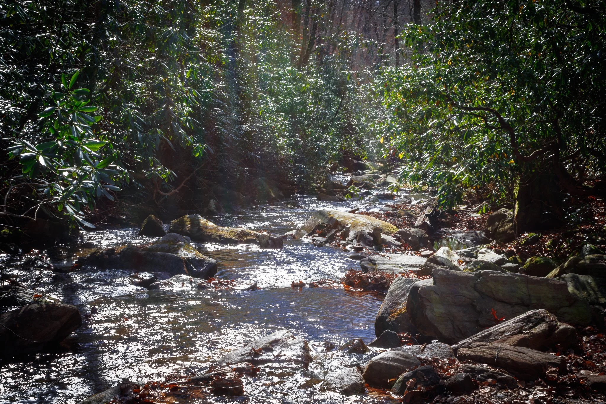 A clear stream flowing through a forest with green trees and bushes, sunlight reflecting off the water.