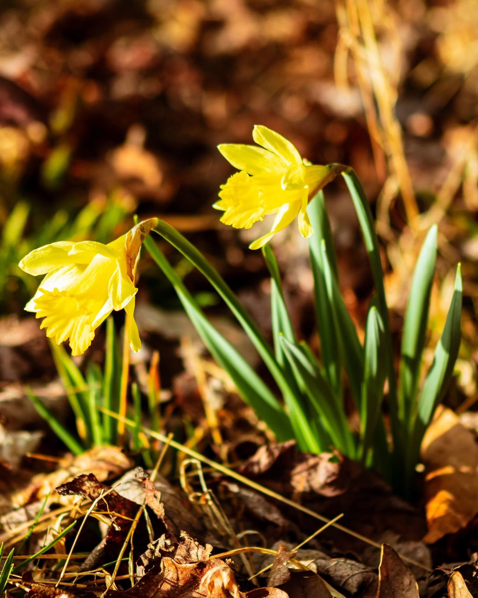 Two yellow daffodil flowers blooming amidst brown fallen leaves on the ground.