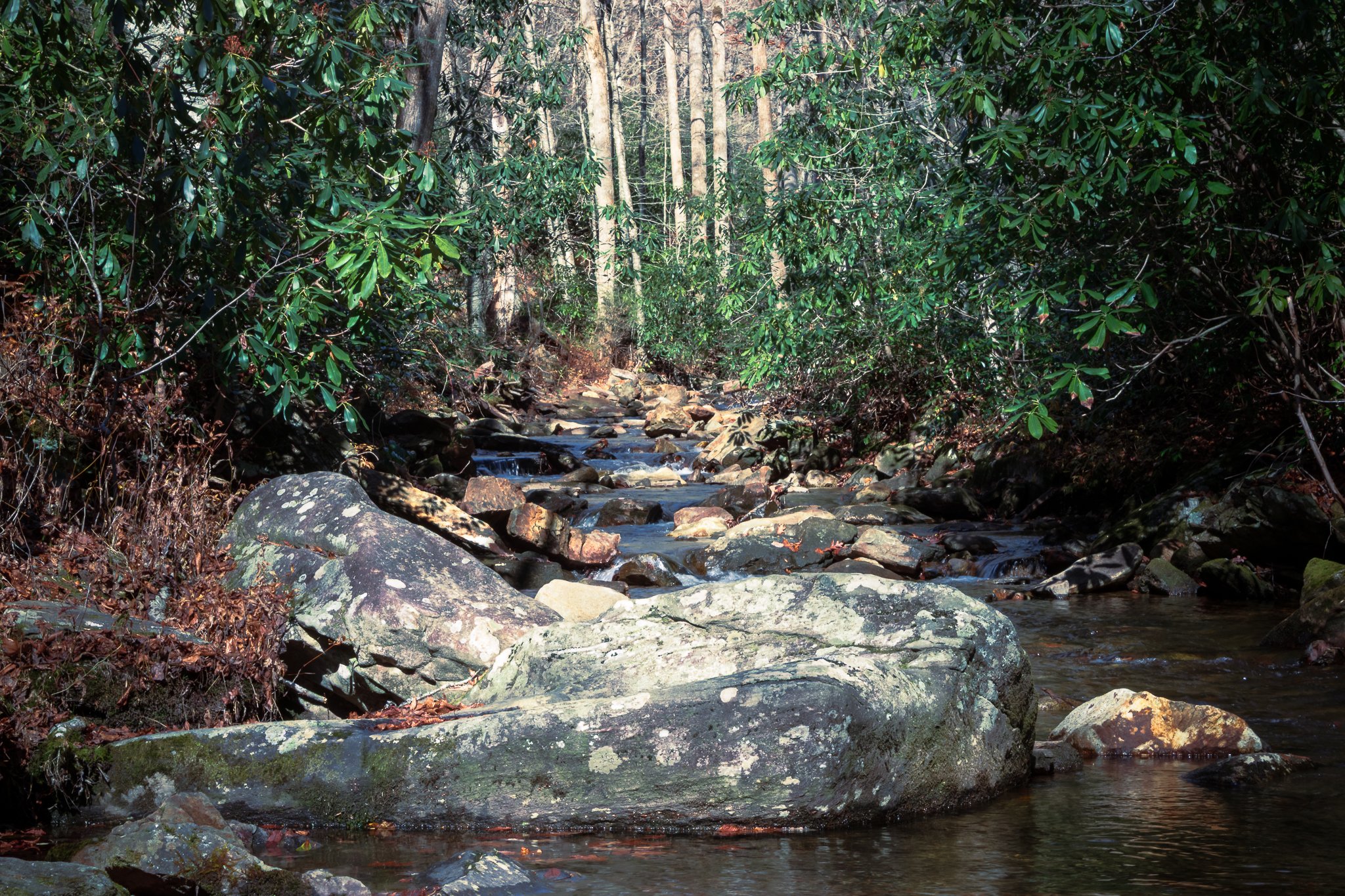 A rocky stream flowing through a dense forest with green leaves and tall trees.