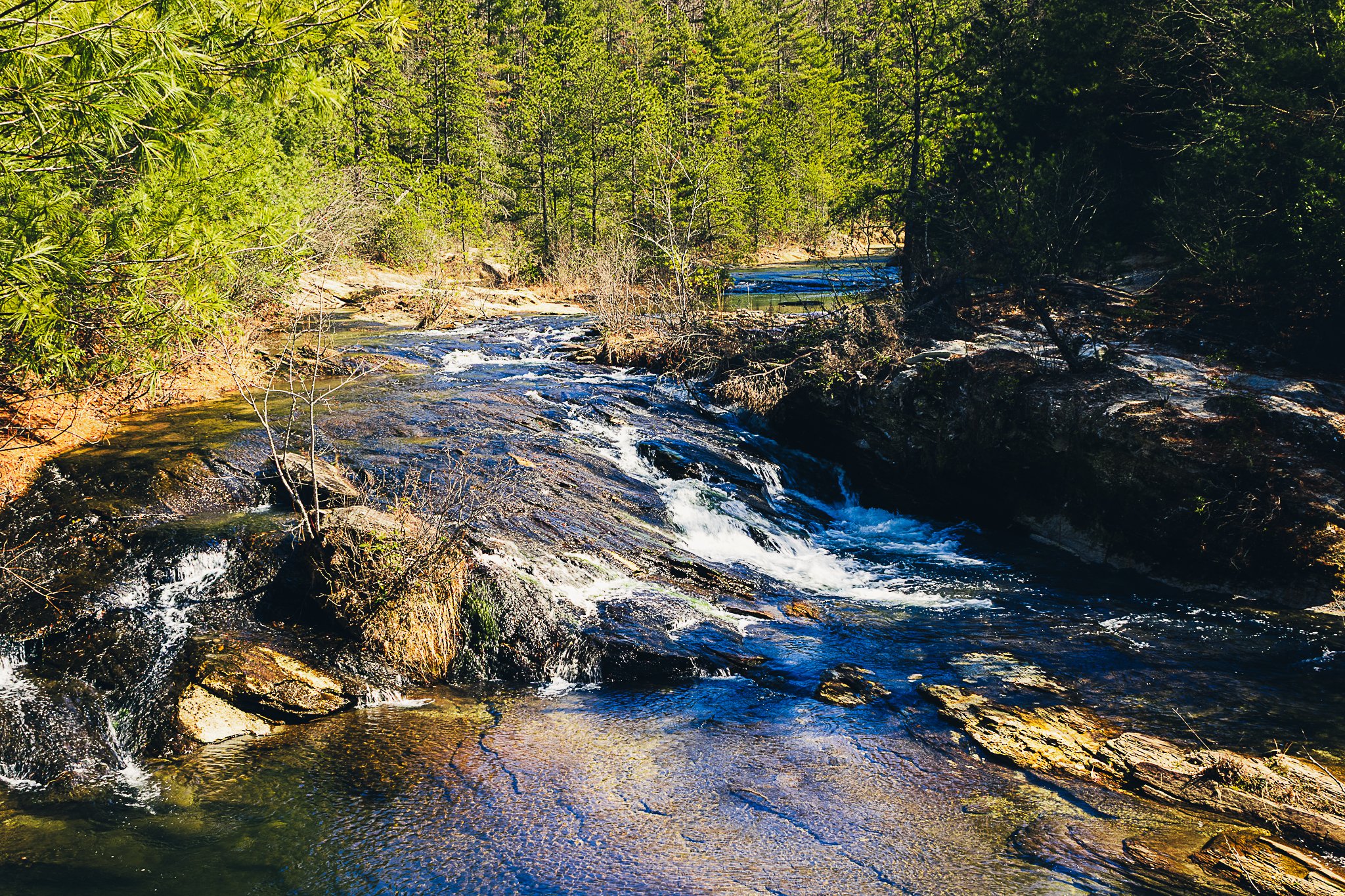 Flowing creek in a lush green forest with tall trees and bushes.