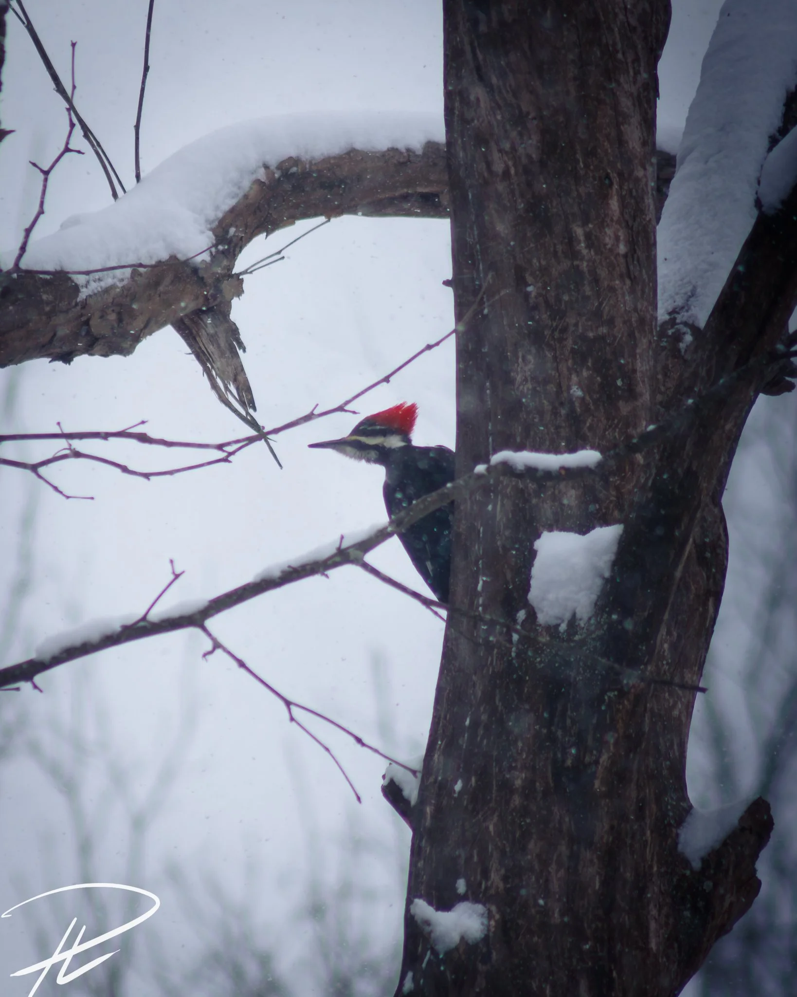 A woodpecker with a red crest perched on a snow-covered tree branch in a snowy forest setting.