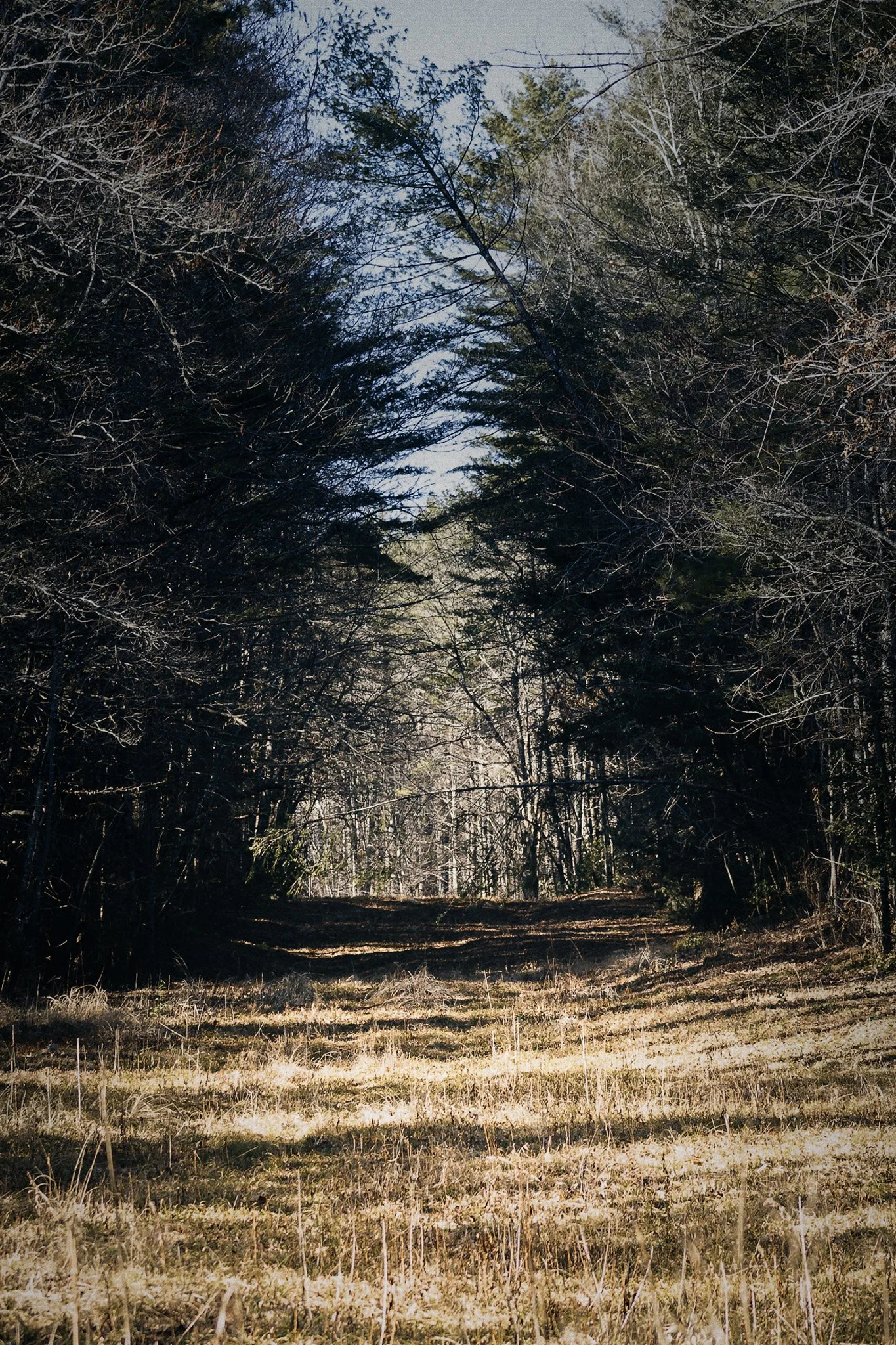 A forest path surrounded by tall trees with sparse branches, leading toward a bright clearing in the distance on a clear day.