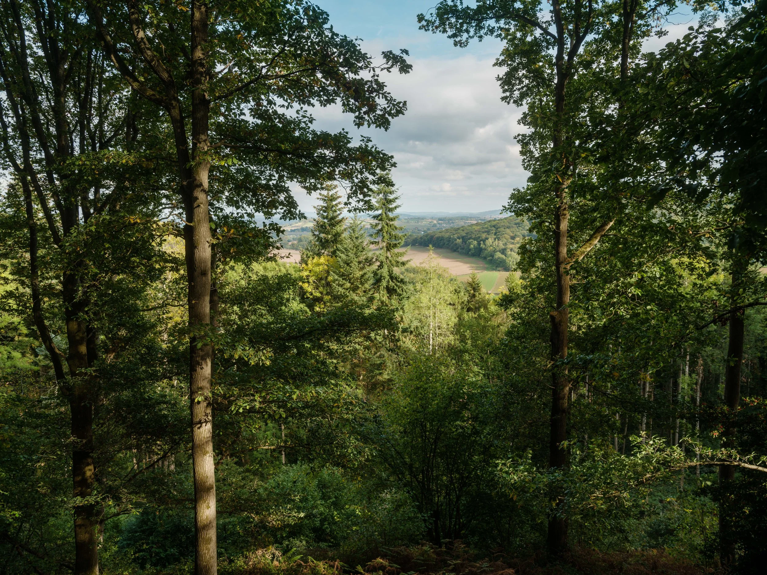 View of a lush forest with tall trees, overlooking a distant valley with fields and hills under a partly cloudy sky.