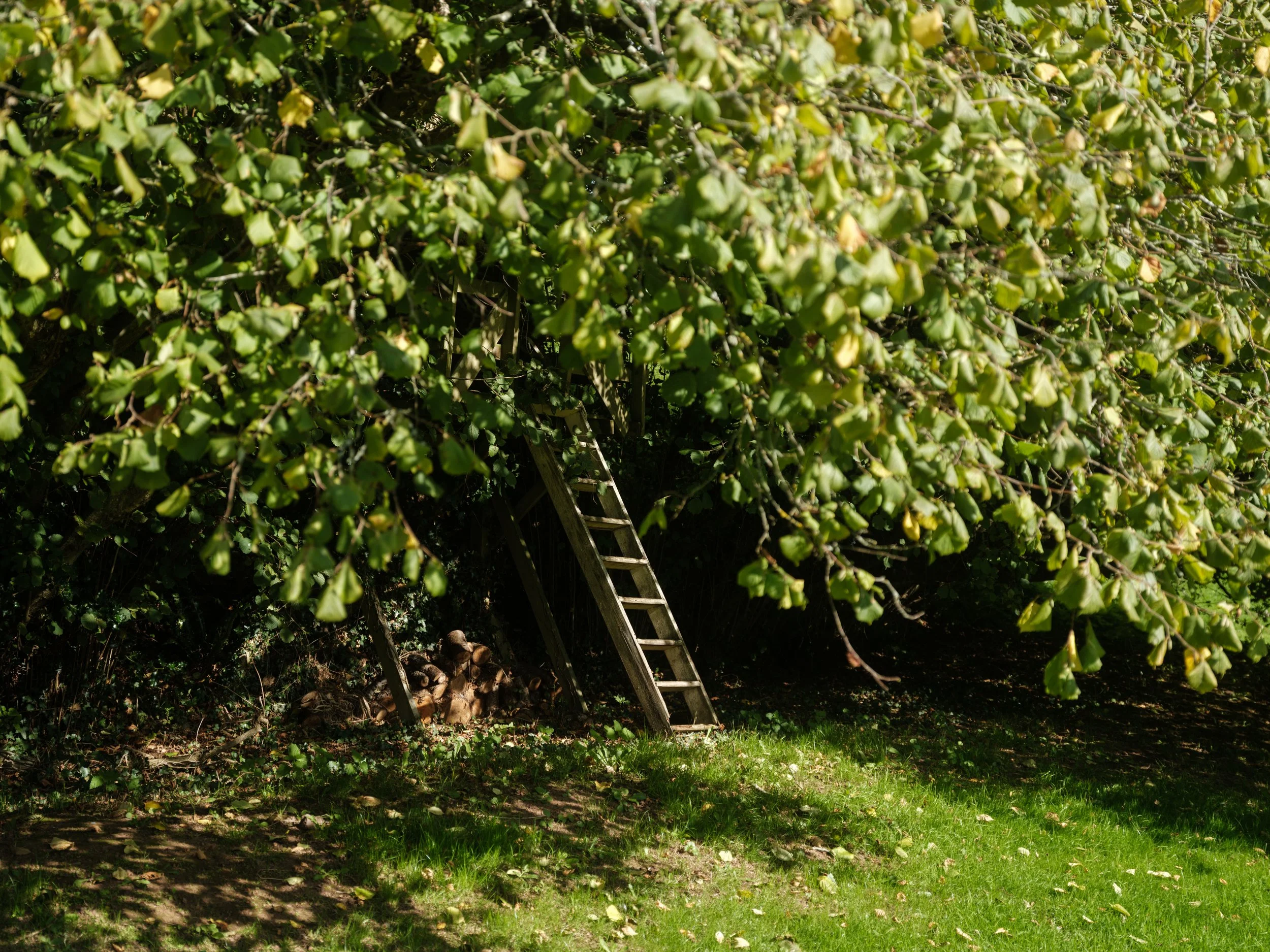 A wooden ladder leaning against a dense, green leafy tree in a garden with a grassy ground.