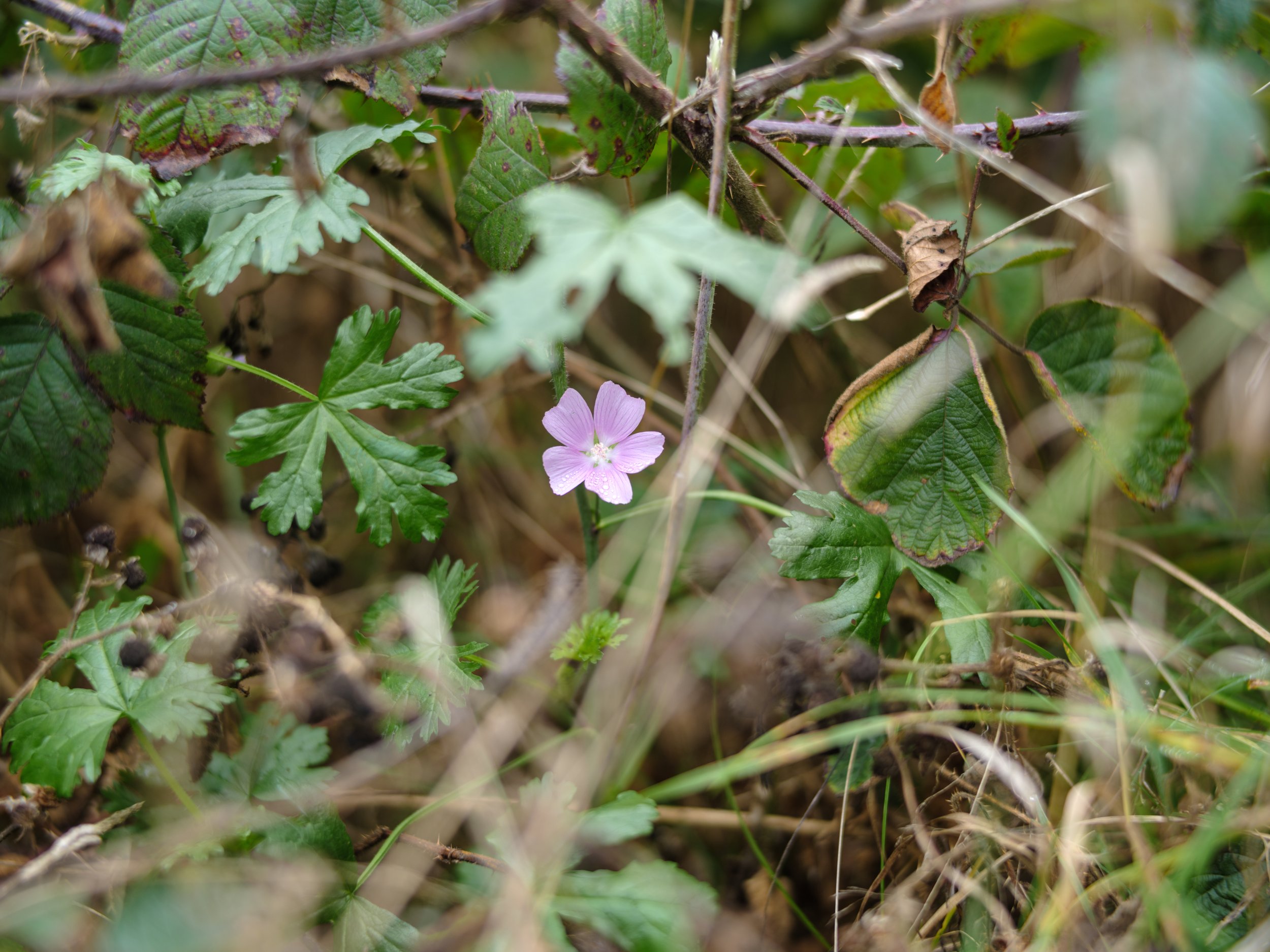 Close-up of a small purple flower surrounded by green leaves and grass.