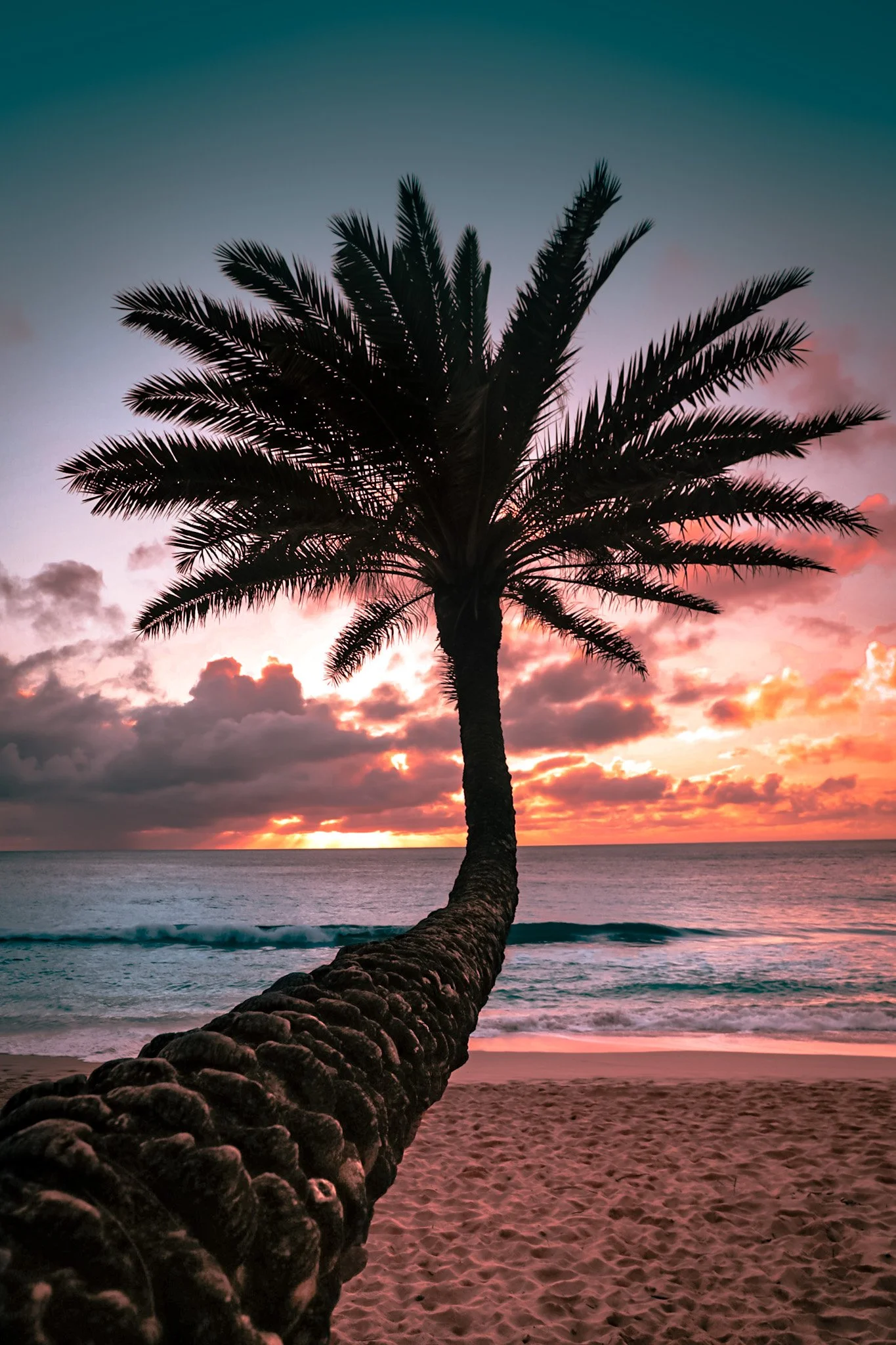 Silhouette of a palm tree on a sandy beach during sunset with colorful clouds in the sky and the ocean in the background.