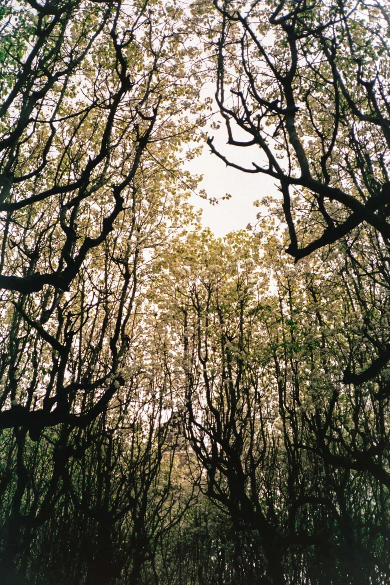 Tree branches with budding leaves and blossoms against a bright sky.