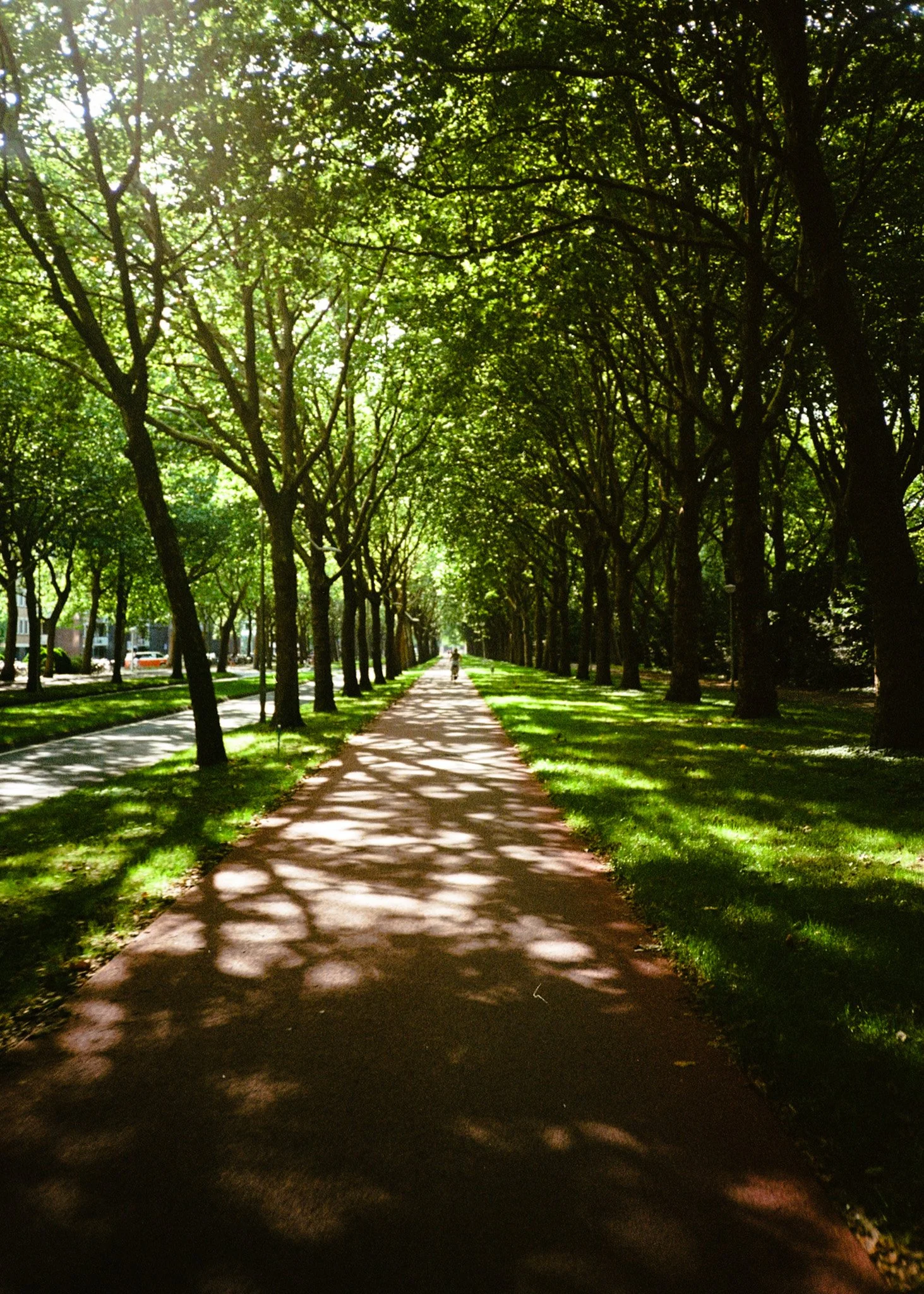 A peaceful park pathway shaded by tall, leafy trees on a sunny day, with dappled sunlight on the ground.