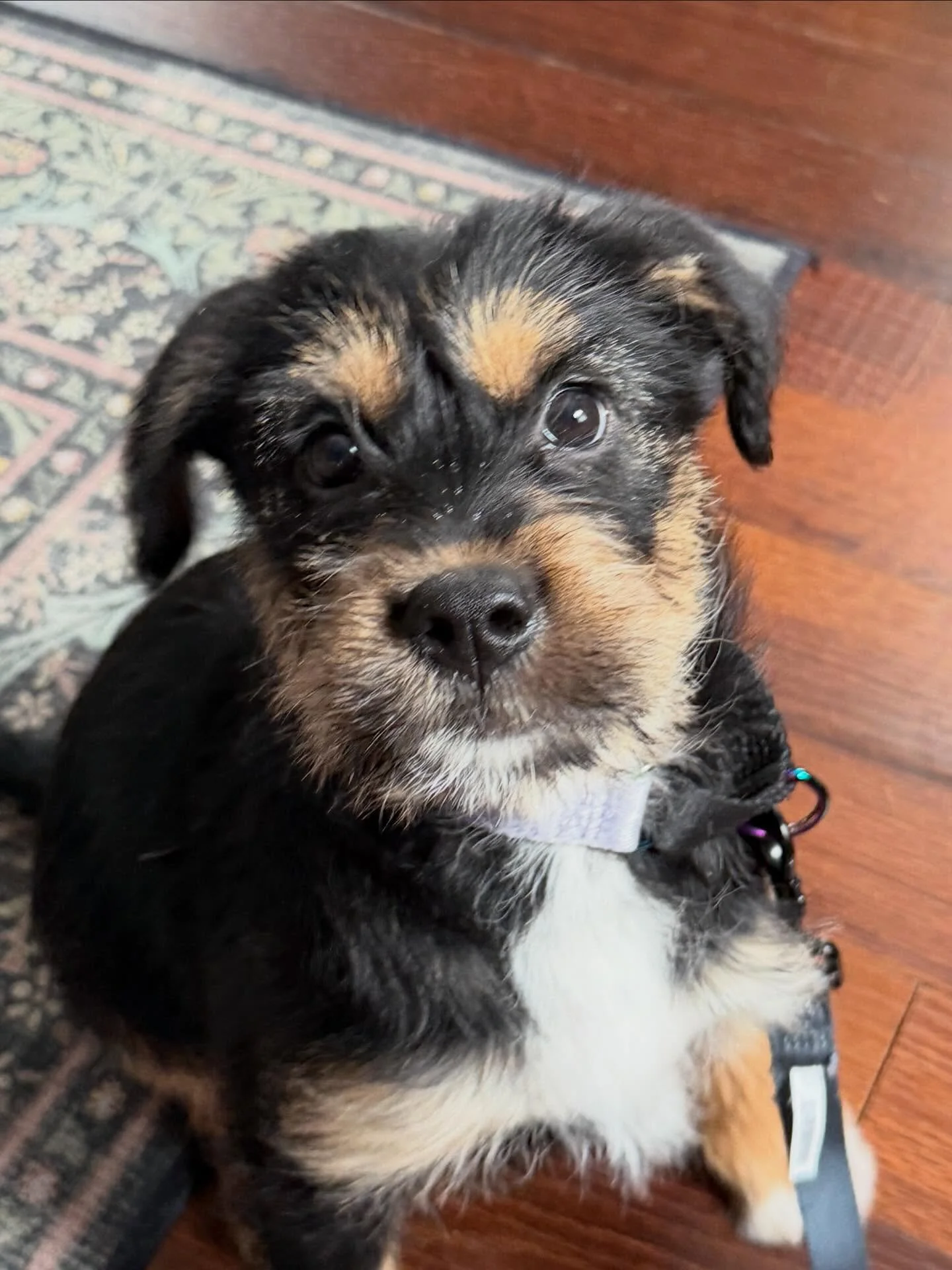 New studio helper! Everyone say hey to Hazel! New puppy and snow storms make it hard to keep up with throwing new things and getting studio time but Tia worth it!