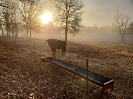 Southern Seed Garlic Bull.jpg