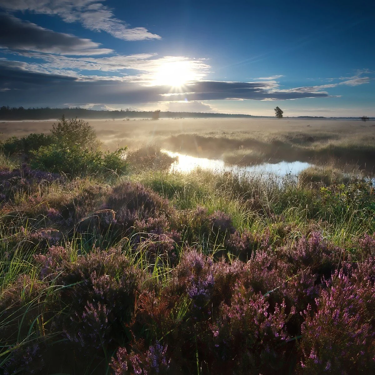 Sunrise over a foggy wetland with purple and green vegetation, a calm water body, and a partly cloudy sky.