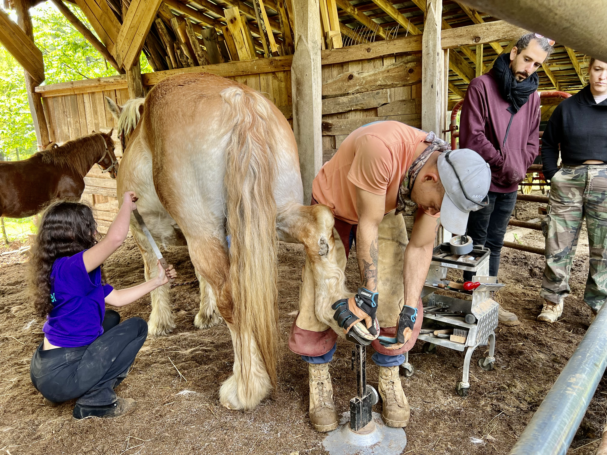 A person in a baseball cap and work gloves is adjusting the hoof of a large tan and white horse inside a wooden barn. A young girl in a purple shirt is holding the horse's harness. Two other people are observing nearby, one in a maroon jacket and the