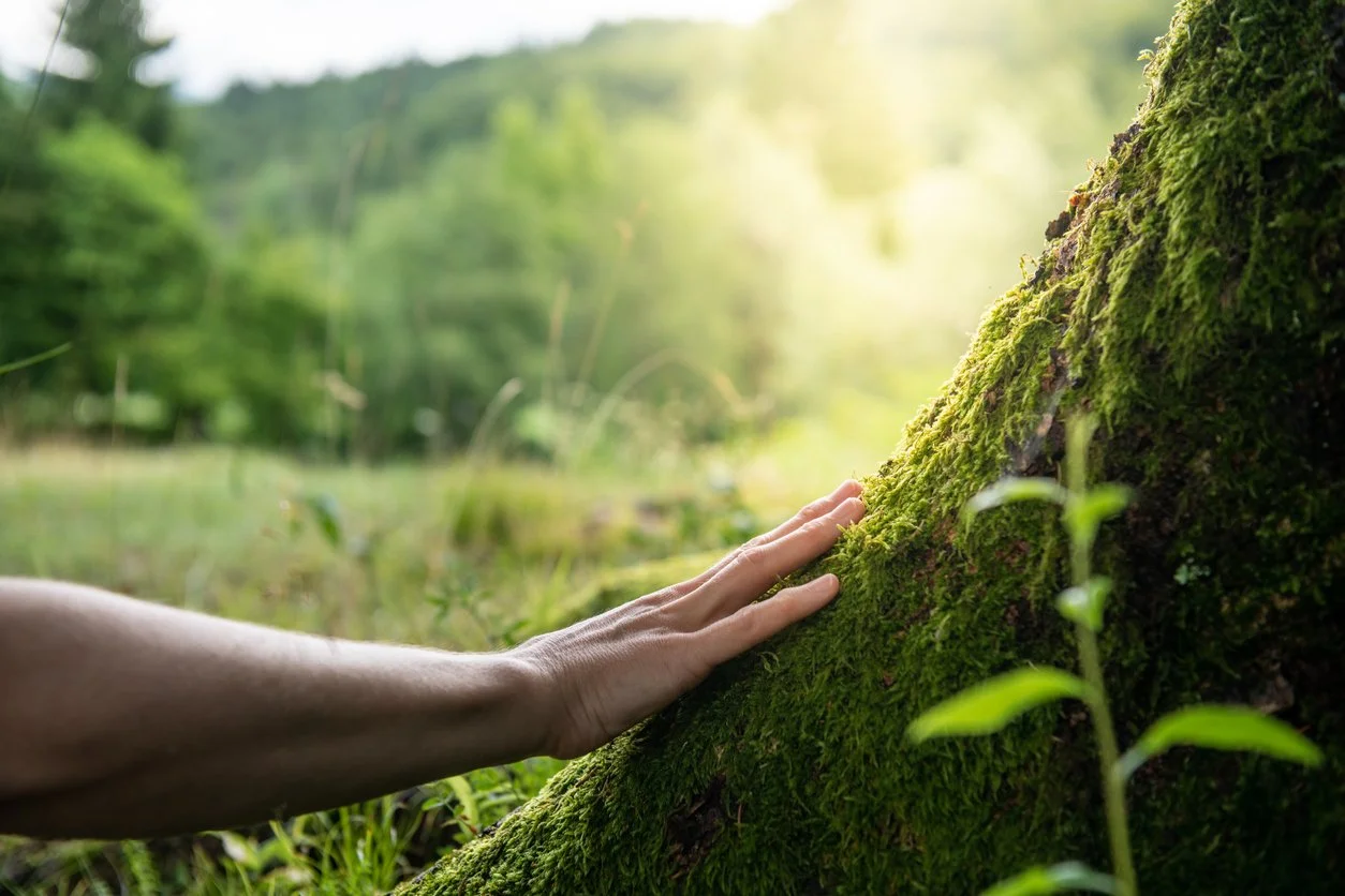 "FOREST BATHING"  Pop-up class