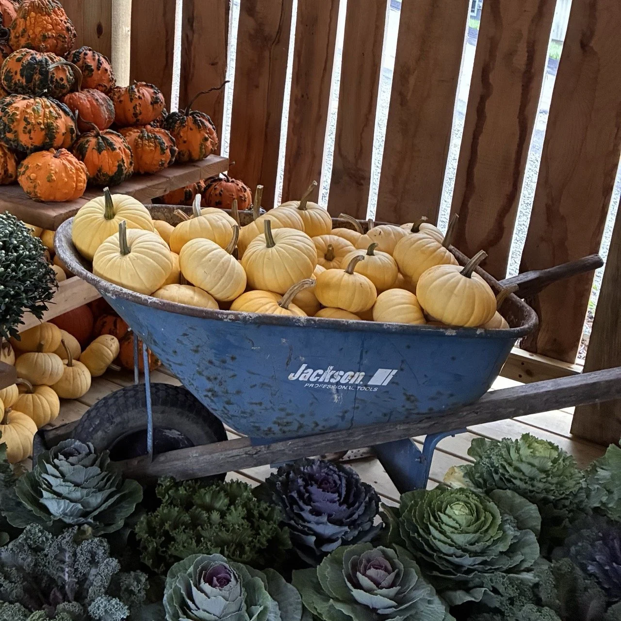 Lemon Pie Pumpkins