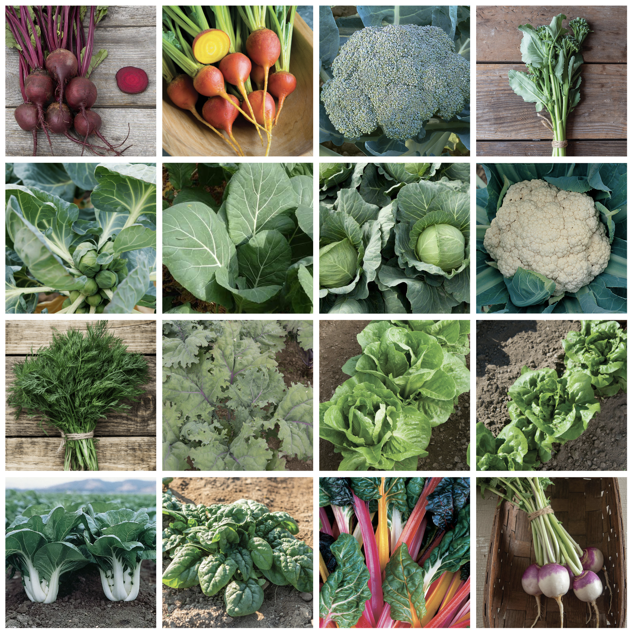 FALL VEGGIES.png