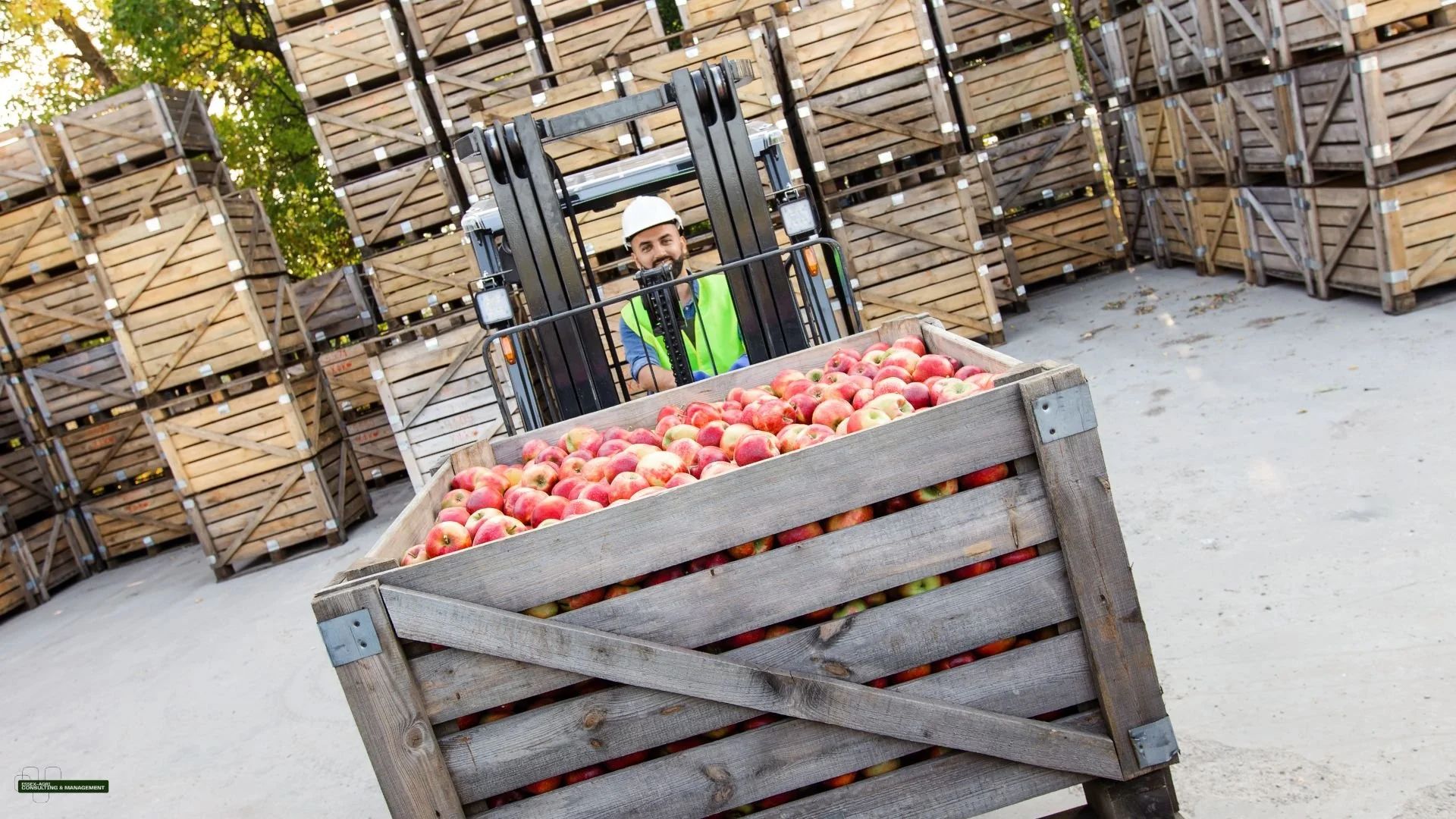 Logistics & Marketing Consulting