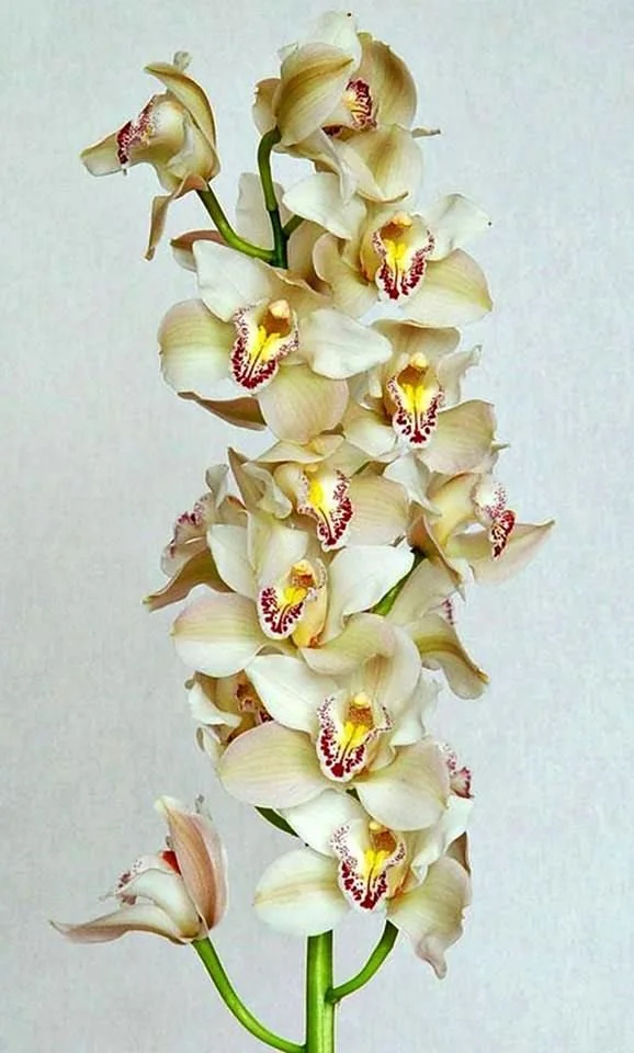 Cymbidium