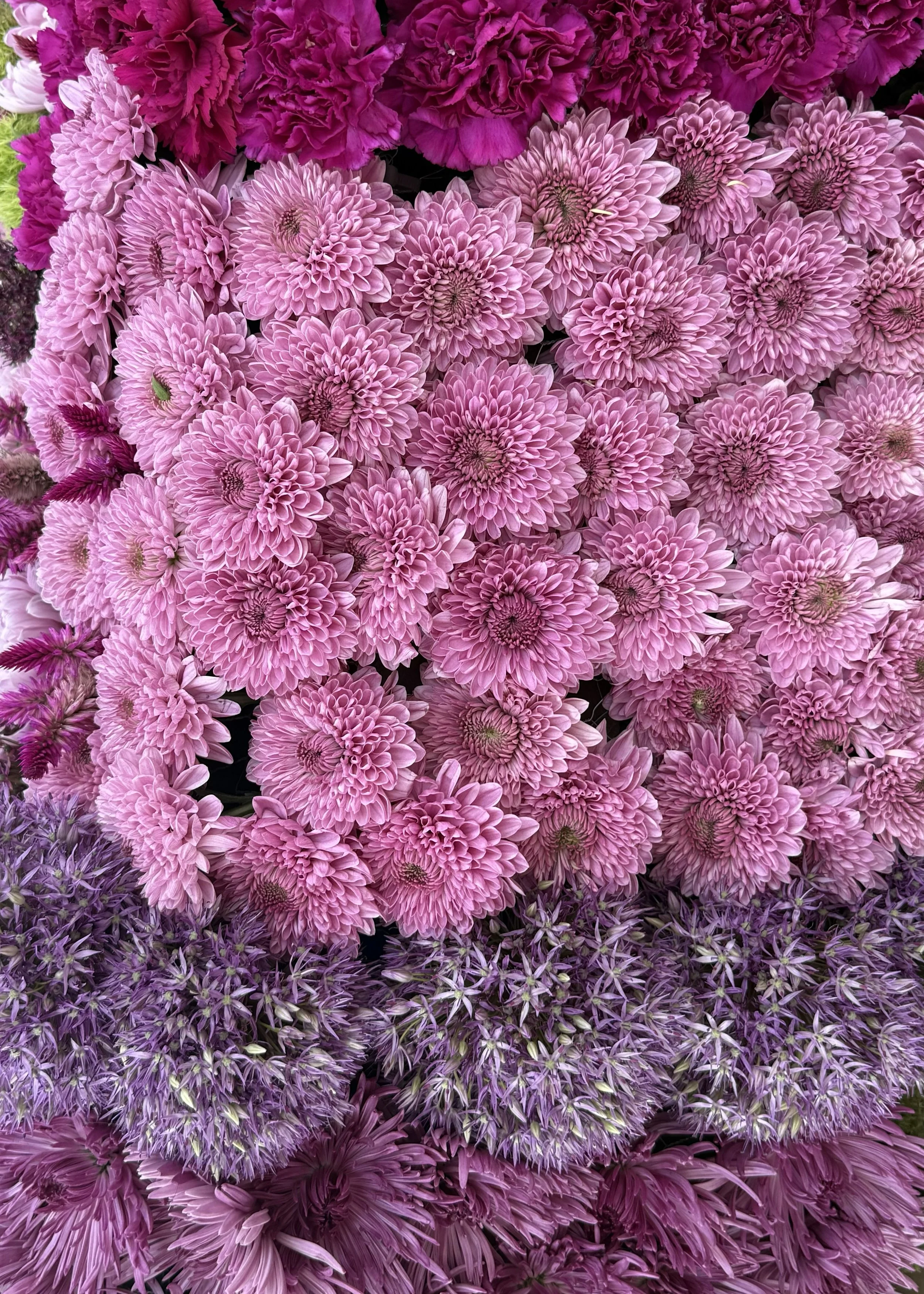 NATURA Art instalación at Soleille Gallery, Can Art