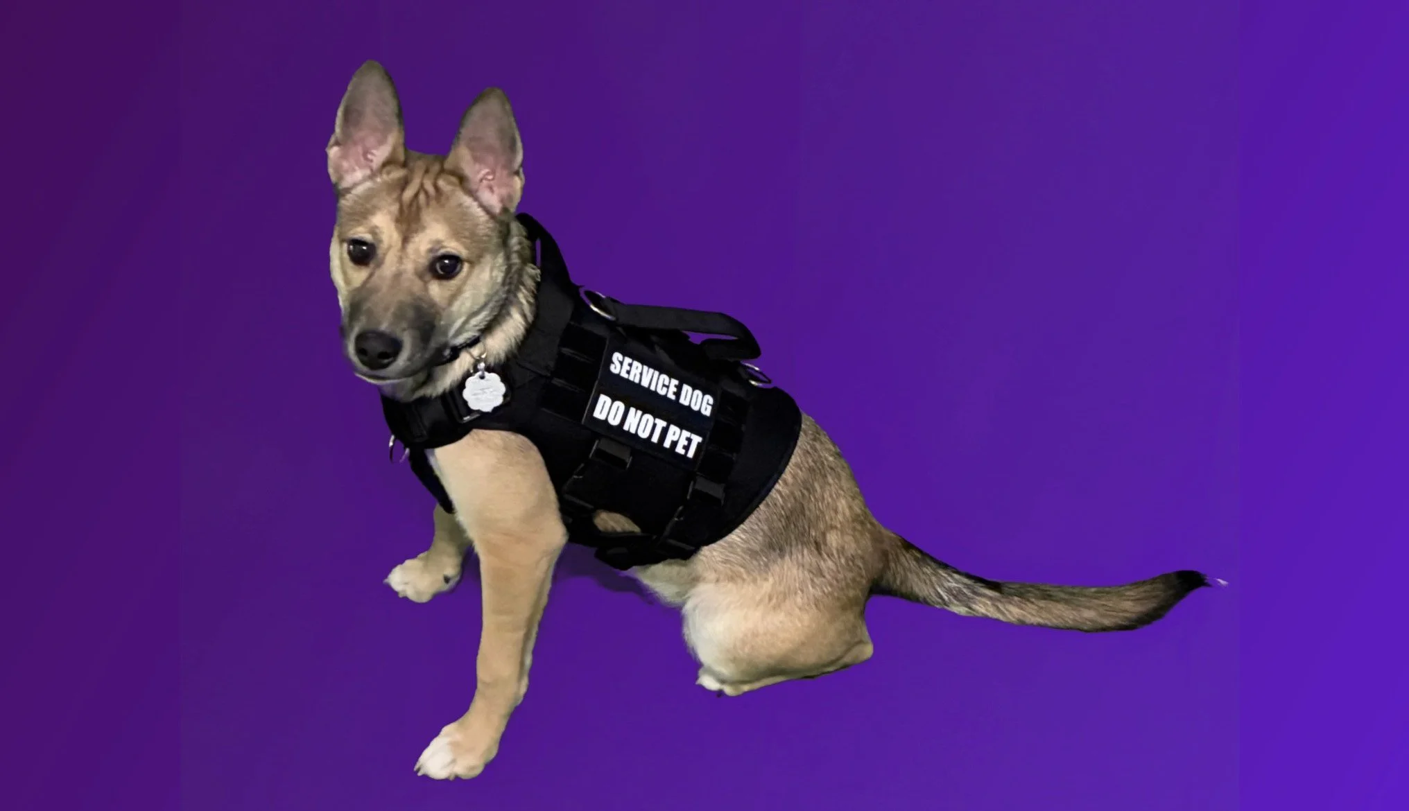 Sugar: F - German Shepherd Mix