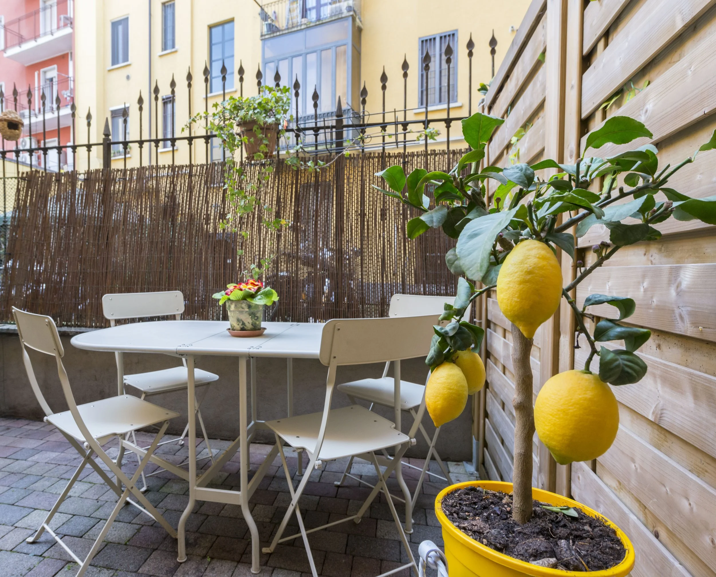 A small outdoor patio with white table and chairs, potted plants, a lemon tree in a yellow pot, and a wooden privacy fence, with colorful apartment buildings in the background.