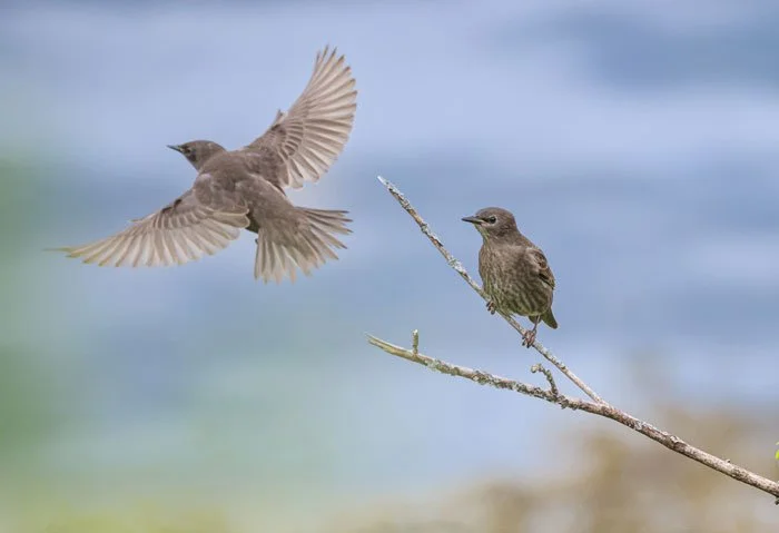 birds-body-doubling2.jpg