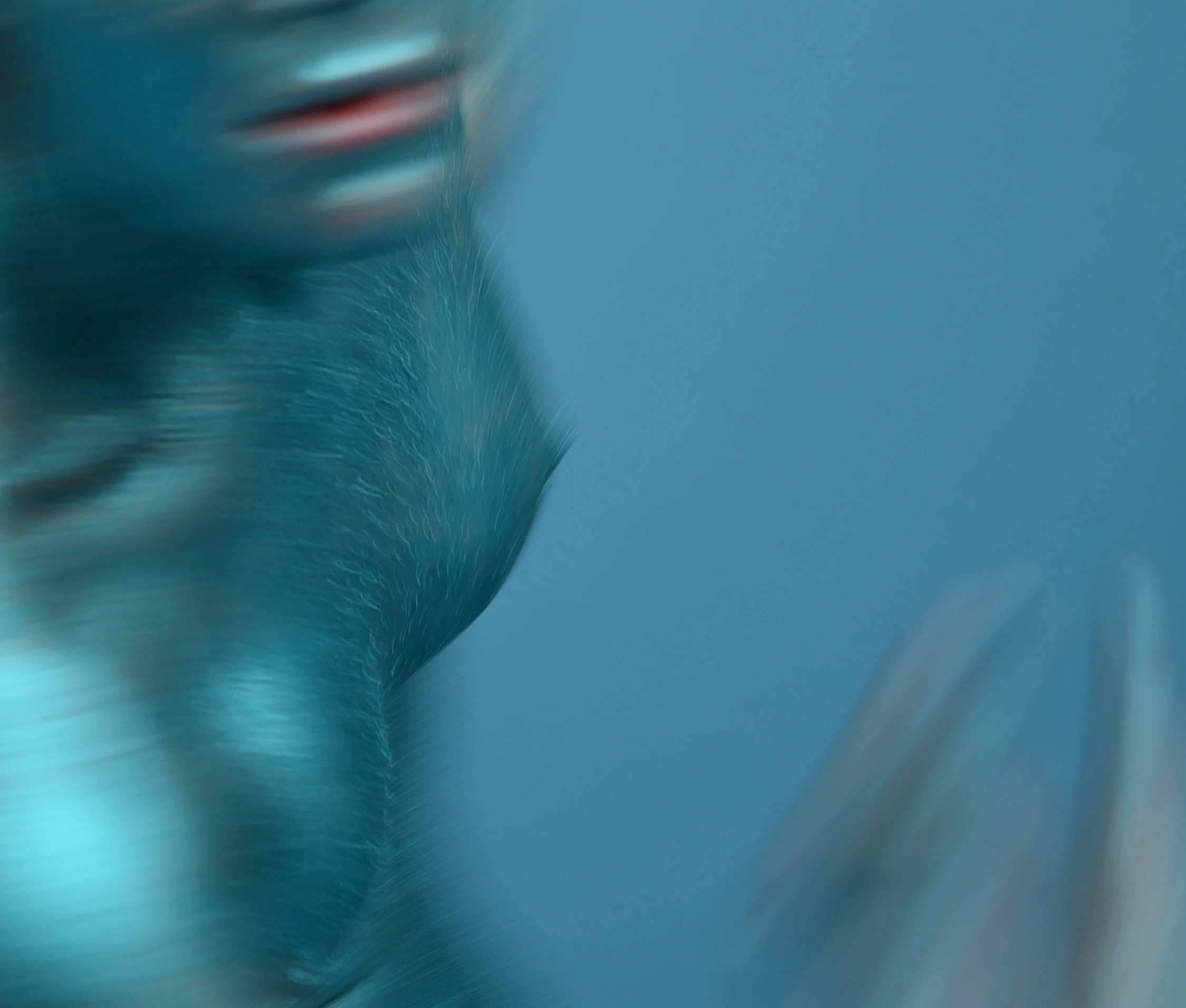 s NANA SRT - COBALT I.jpg