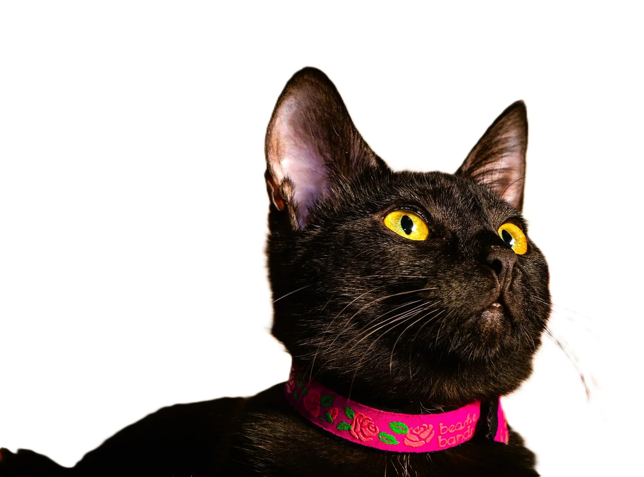 BEASTIE BAND MODEL.jpg