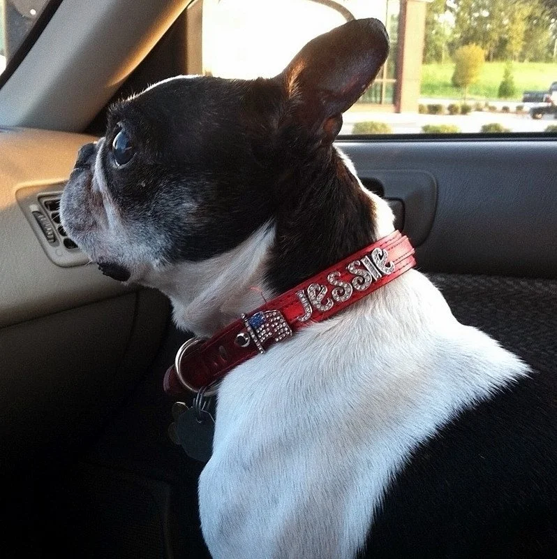 Slider Designer Leather Dog Collars
