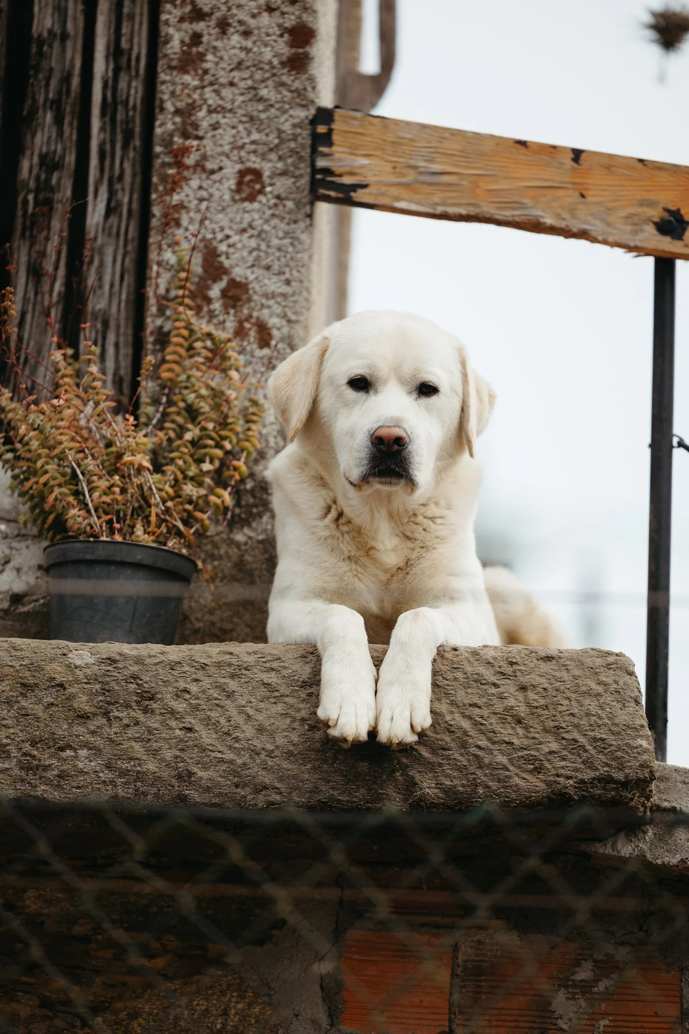 A yellow Labrador retriever dog resting on a stone step, looking at the camera with a neutral expression. There is a potted plant and a weathered wooden railing behind the dog.