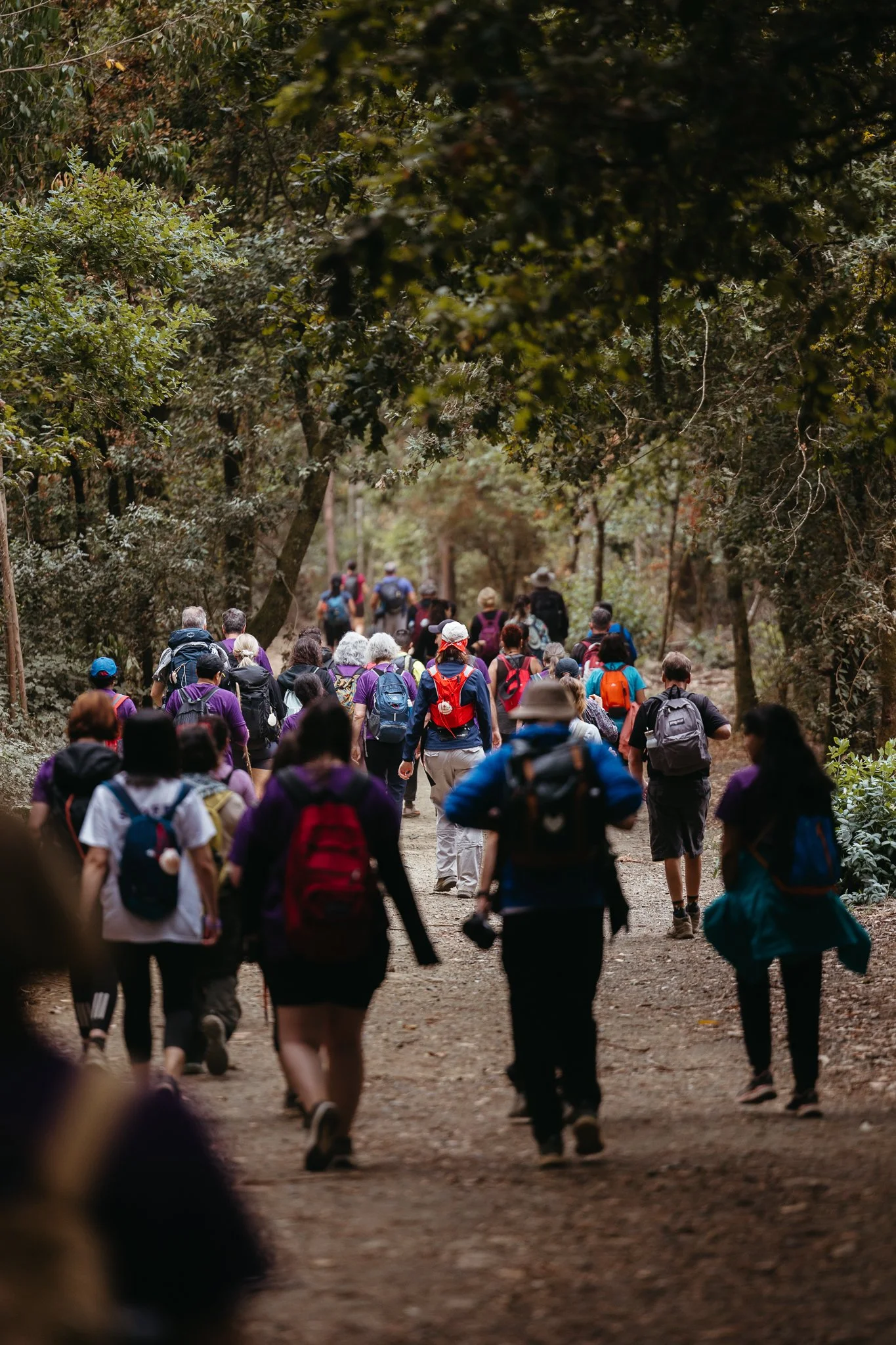 A group of hikers walking on a trail through a forest with green trees and foliage.