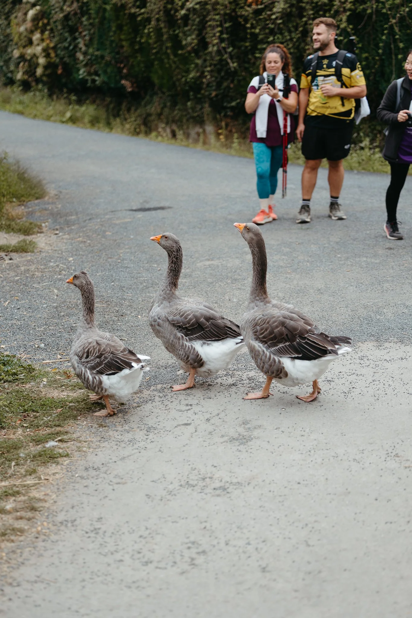 Three geese walking on a dirt path with three people taking photos and observing in the background.