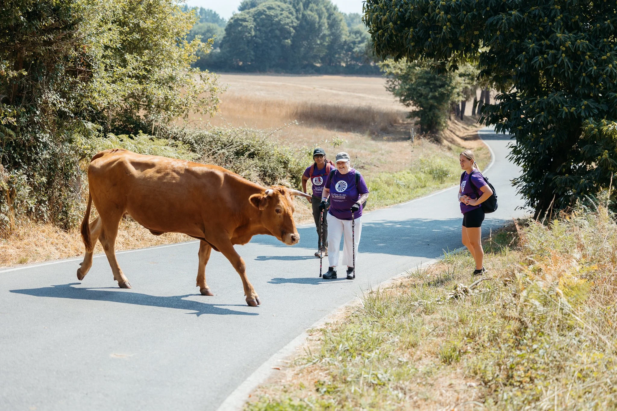 Three people walking on a rural road encounter a cow blocking the path. The individuals are wearing purple shirts, and one is holding a walking stick. The setting includes trees and open fields with sunlight.
