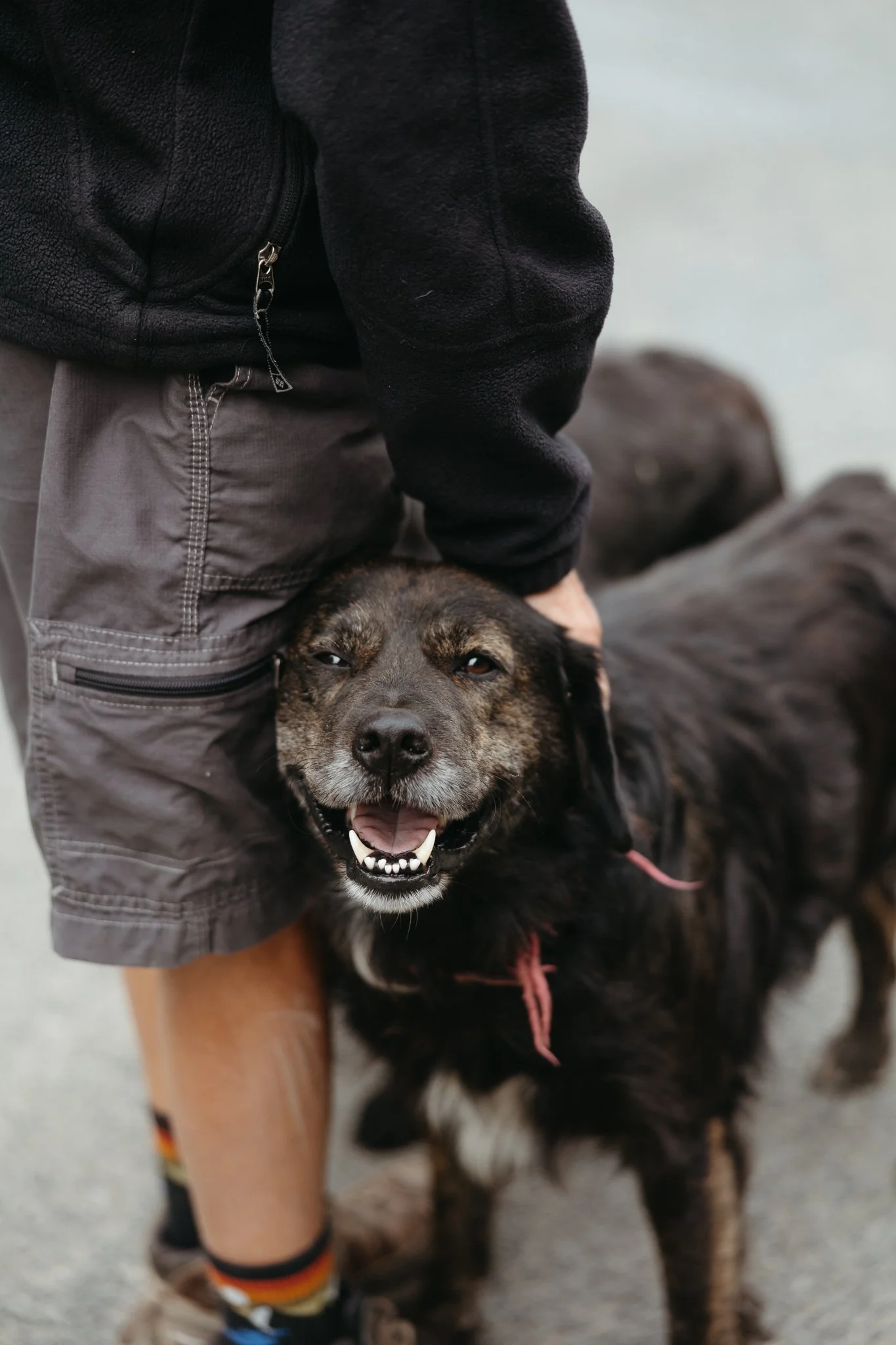 Person petting a happy black and brown dog on a beach or outdoor area.