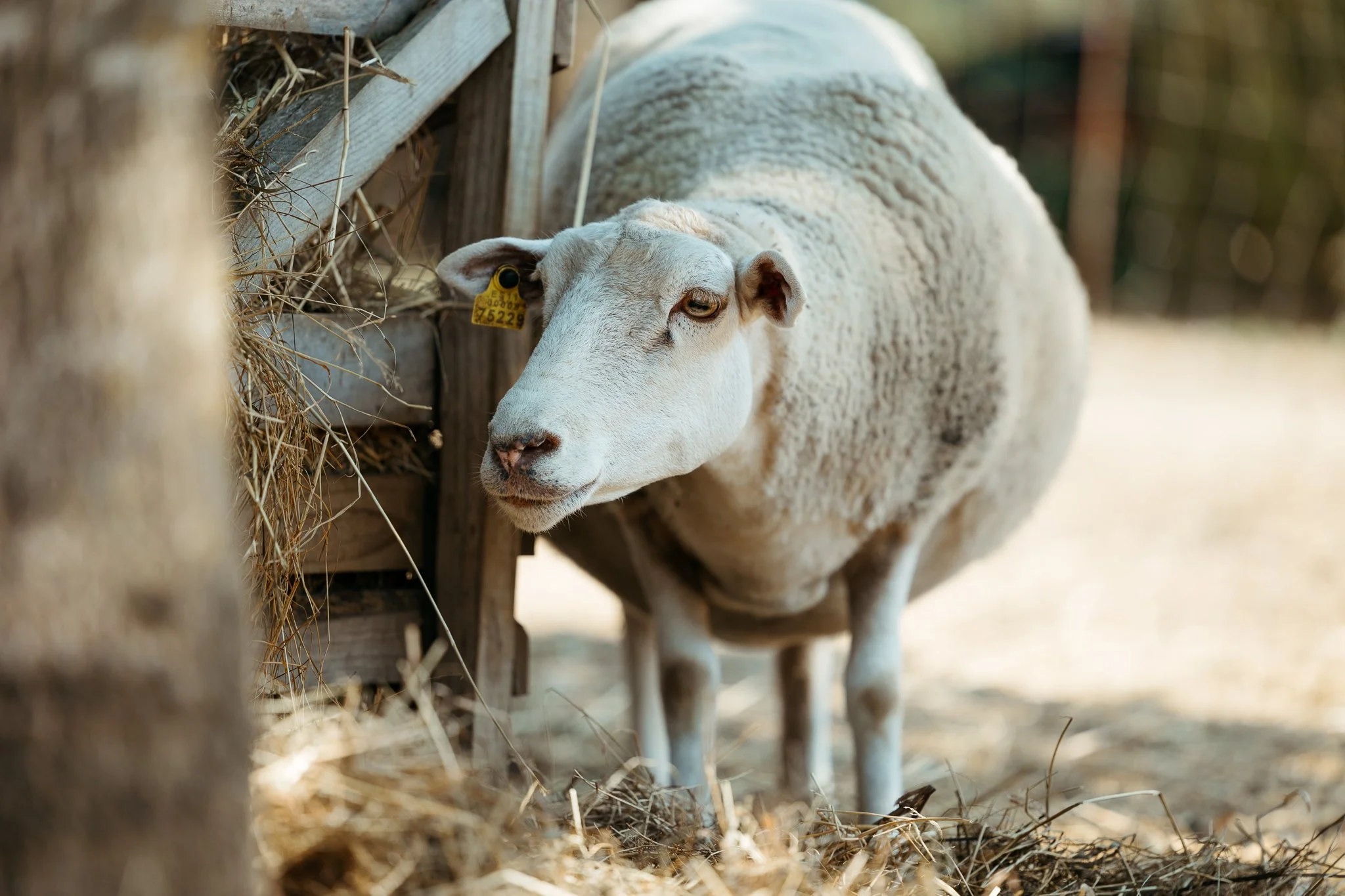 Close-up of a sheep with a yellow ear tag, standing near a wooden feeding trough filled with hay on a farm.