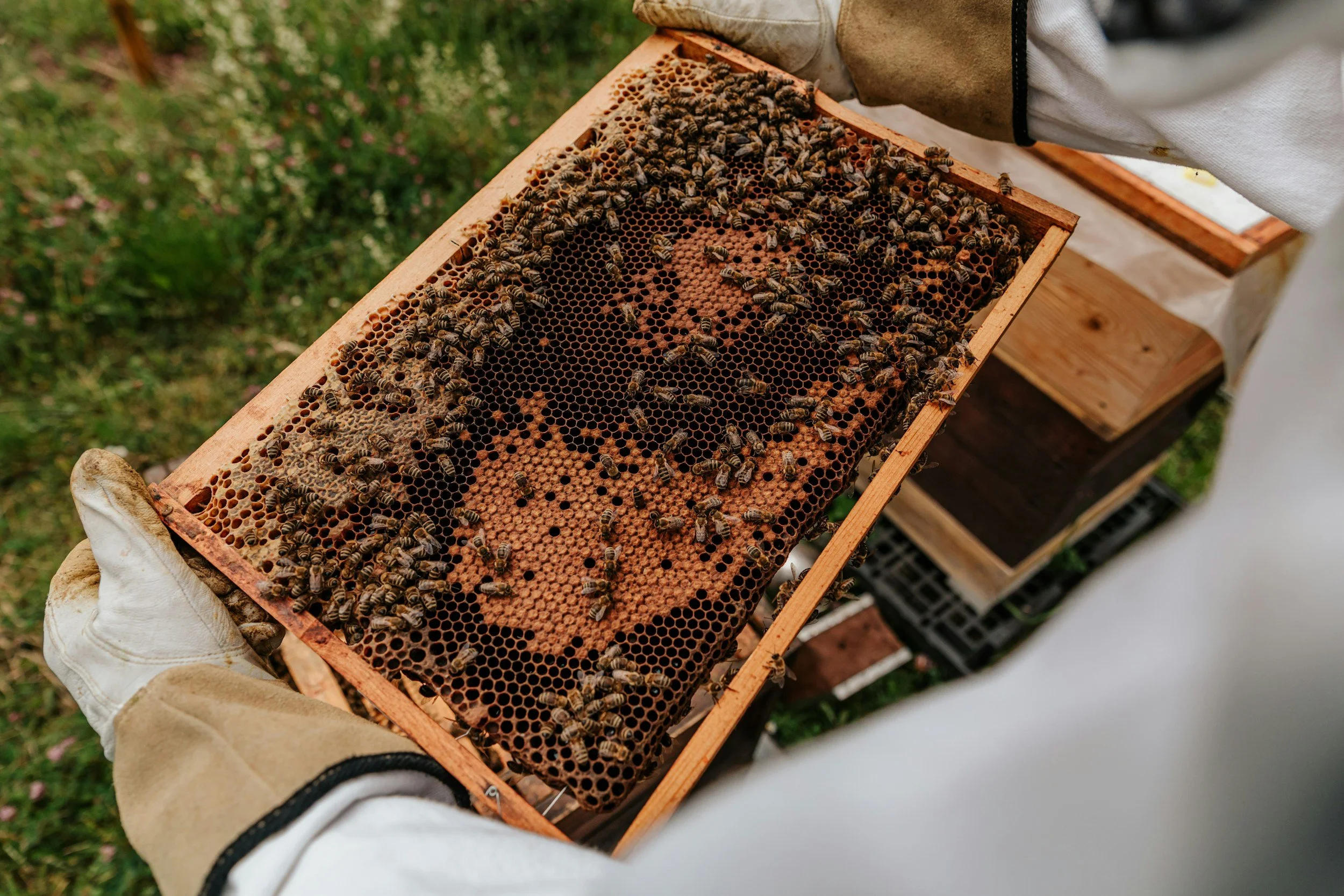 Beekeeper with Hive | The Salty Bee