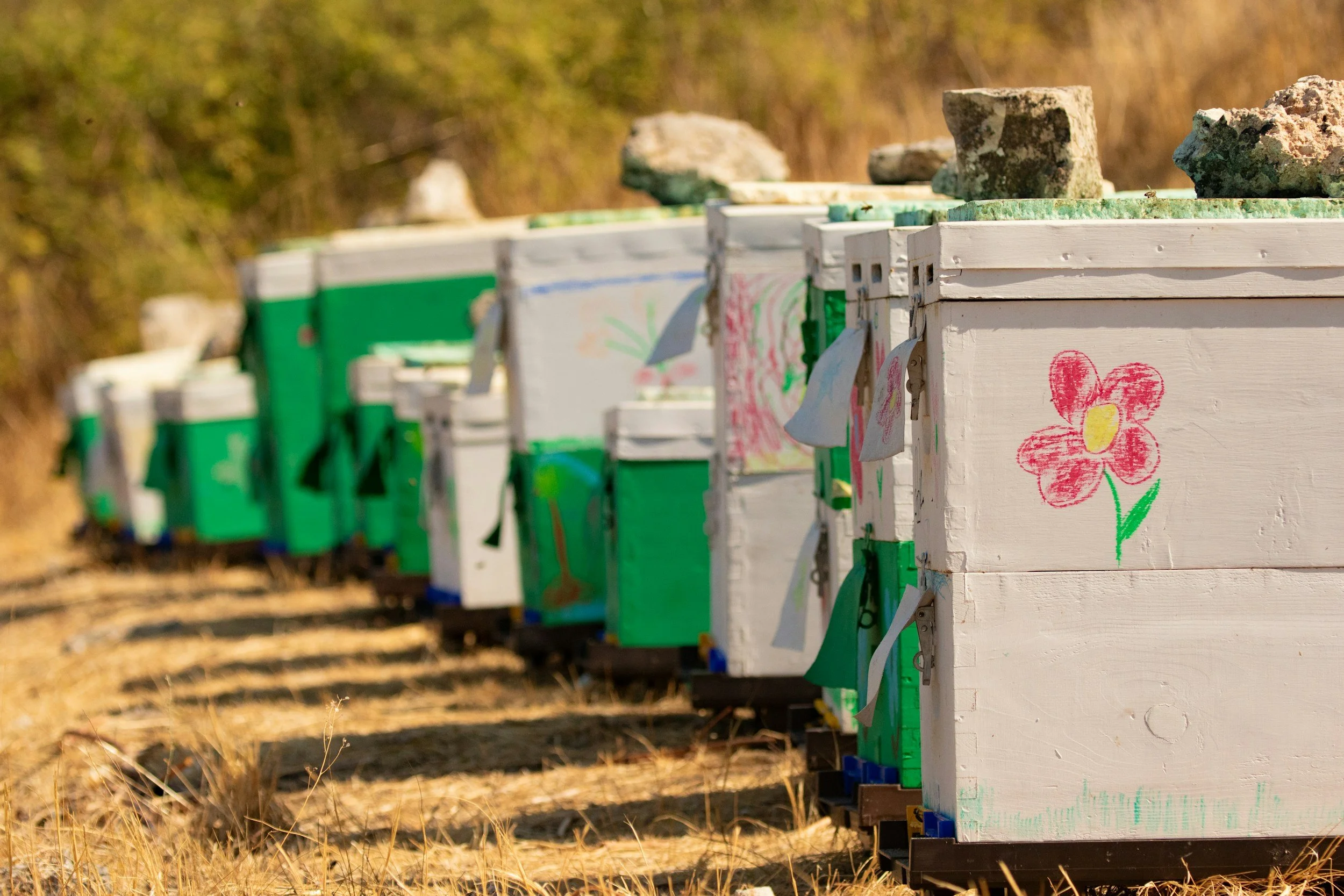 General Beekeeping Supplies from The Salty Bee - bee hives lined up in field from unplash